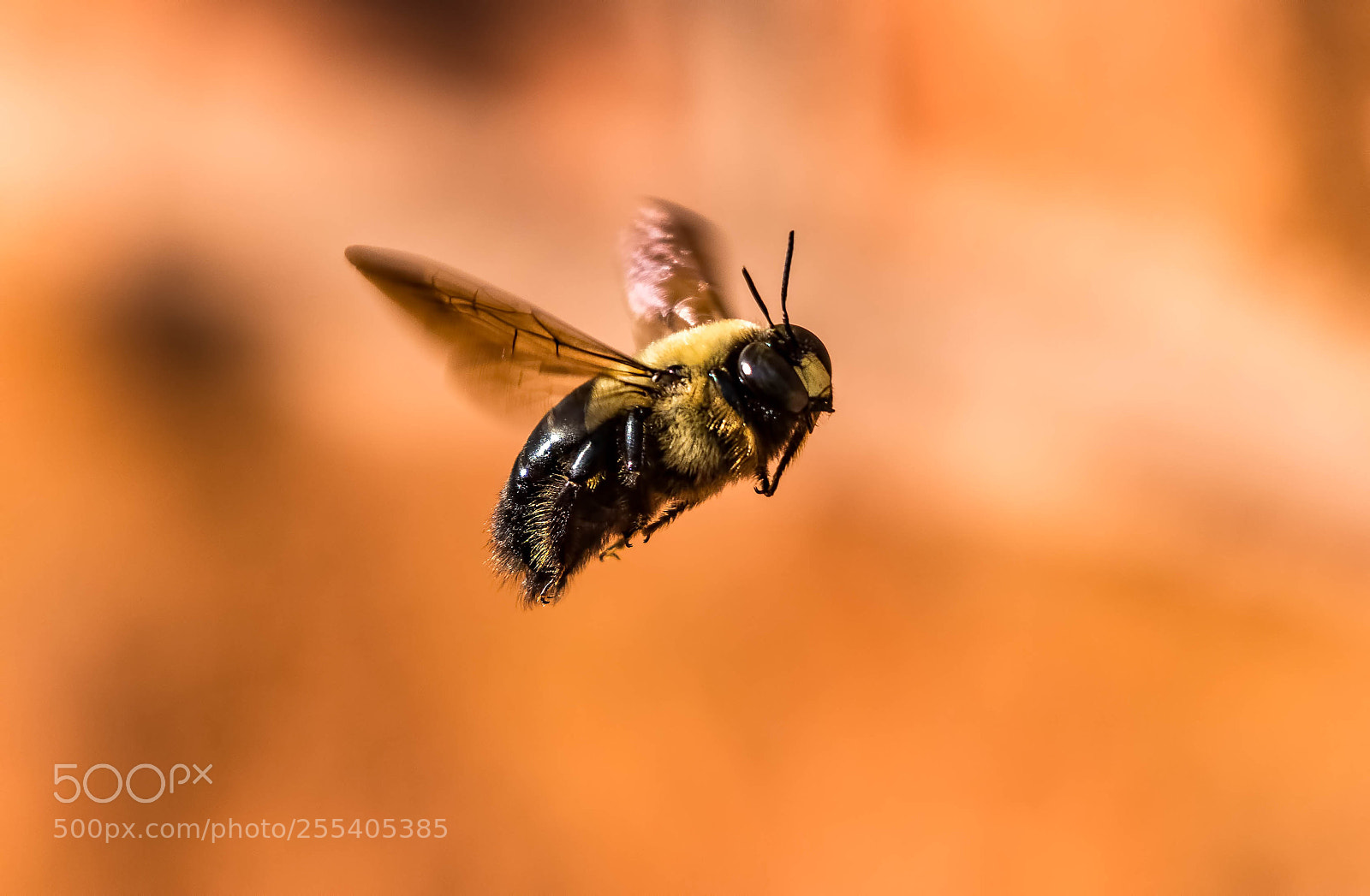 Nikon D500 sample photo. Bee in flight photography