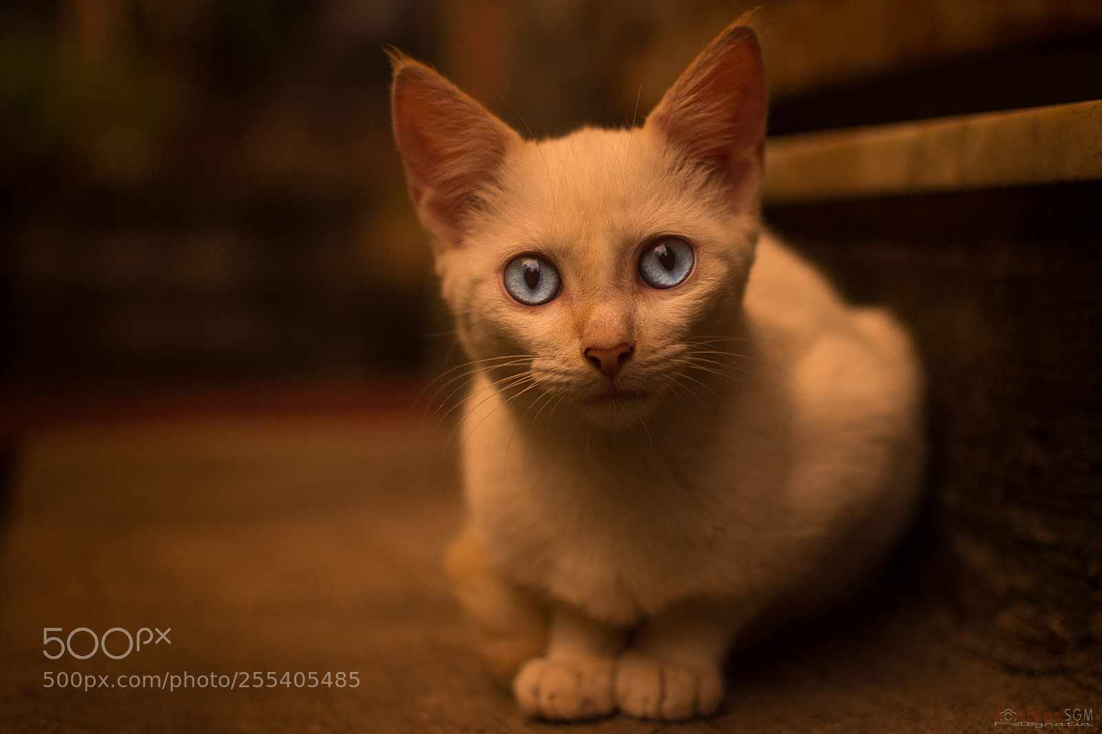 Nikon D7200 sample photo. Cat photography