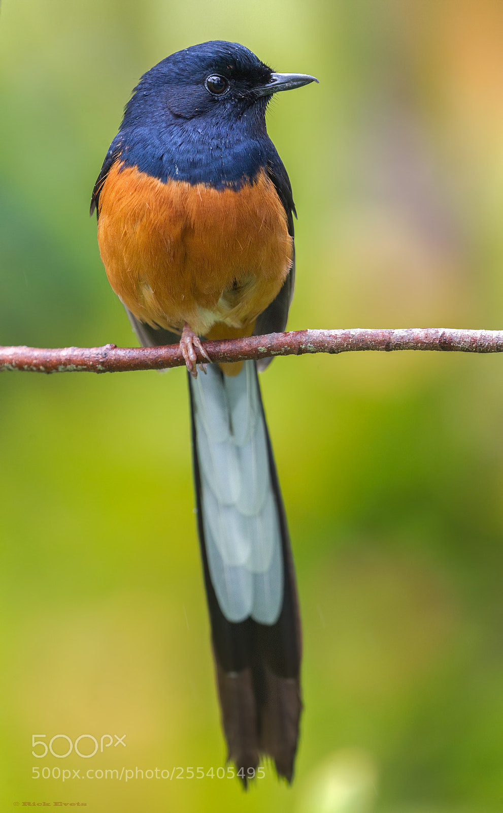 Canon EOS-1D Mark IV sample photo. White rumped shama photography