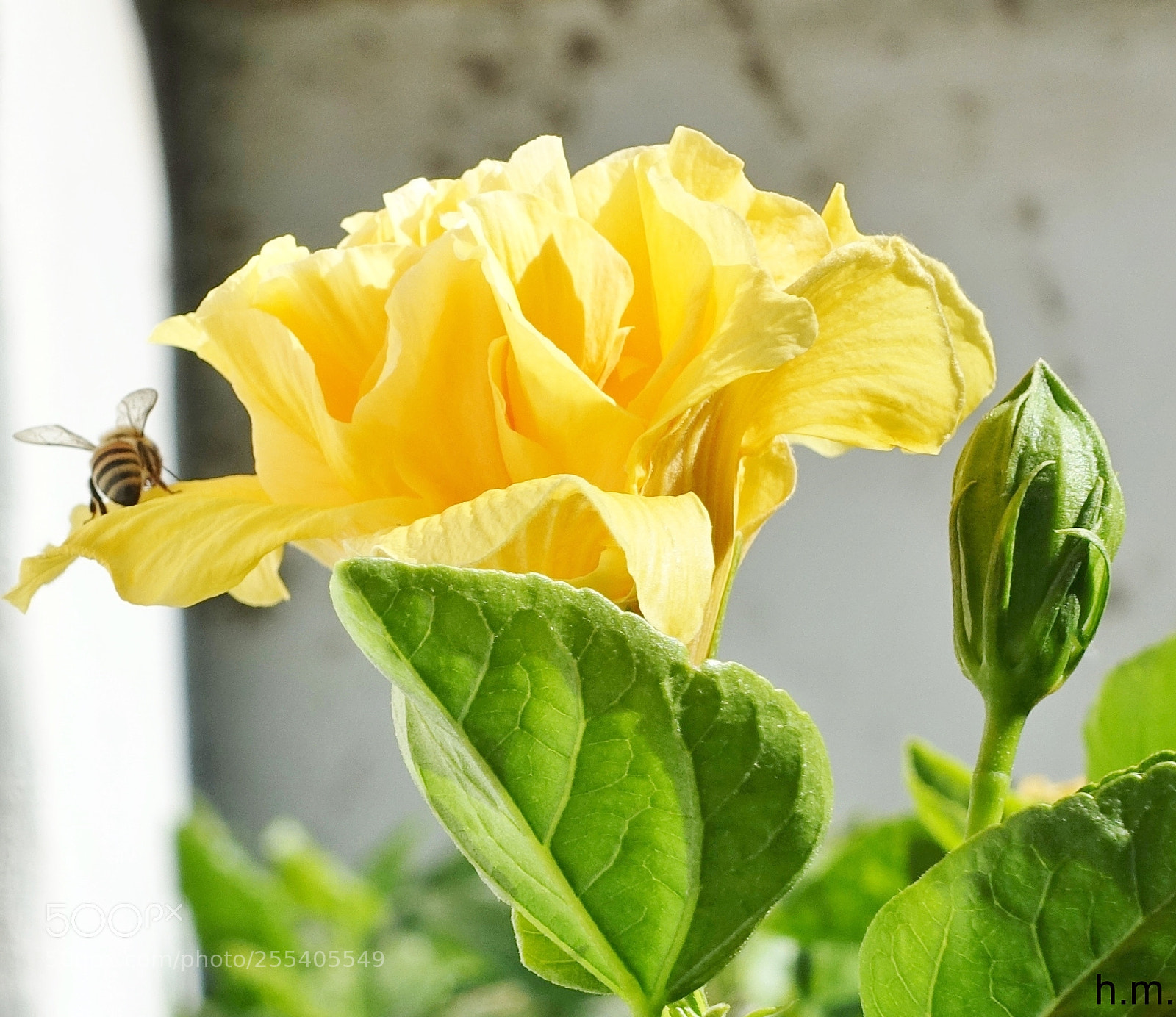 Sony Cyber-shot DSC-RX100 III sample photo. Fco photography