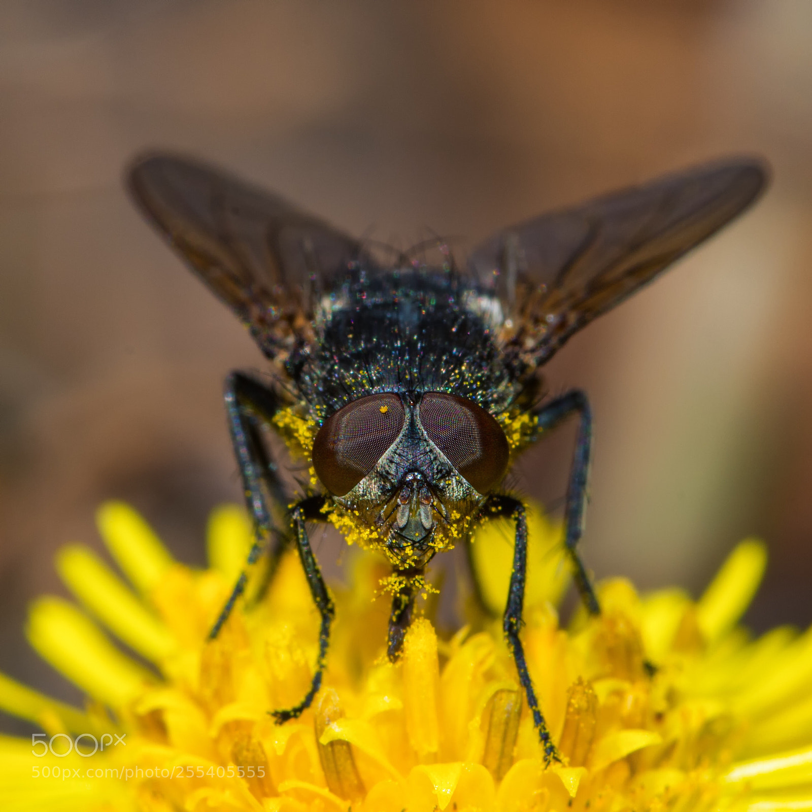 Nikon D7200 sample photo. Eyes of a pollinator photography