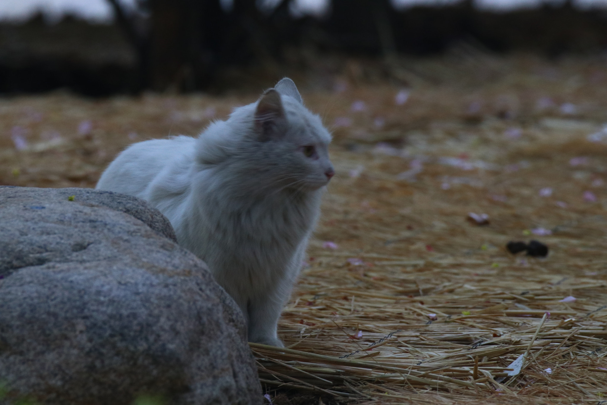 Tamron SP 150-600mm F5-6.3 Di VC USD sample photo. 等待着waiting for photography