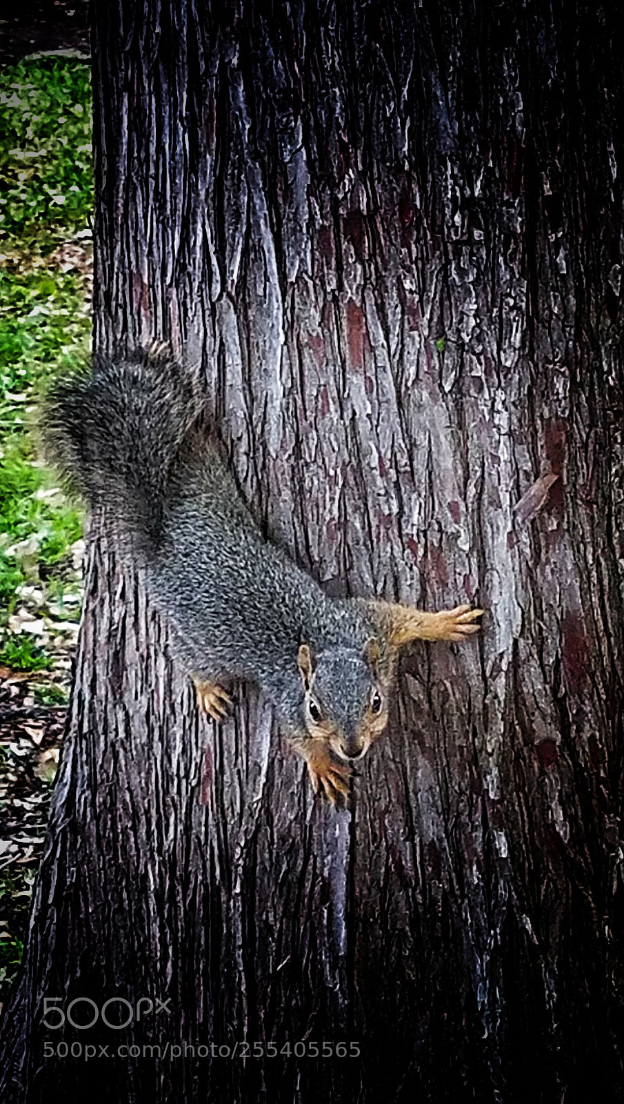 Samsung Galaxy S7 Edge sample photo. Ready to play squirrel photography