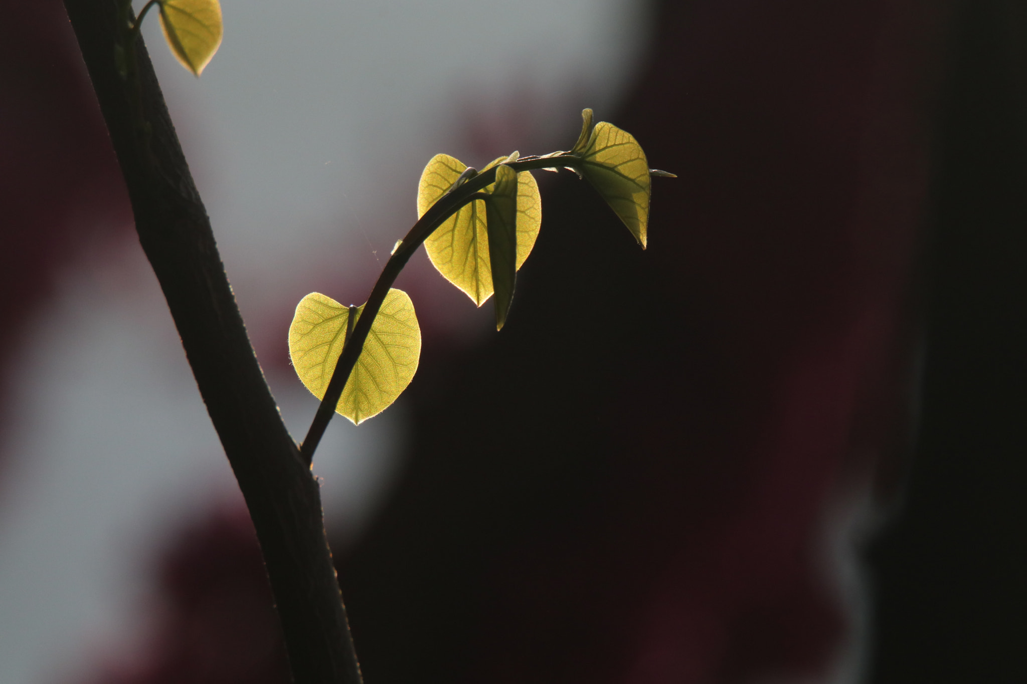 Tamron SP 150-600mm F5-6.3 Di VC USD sample photo. 晨与光light and morning photography