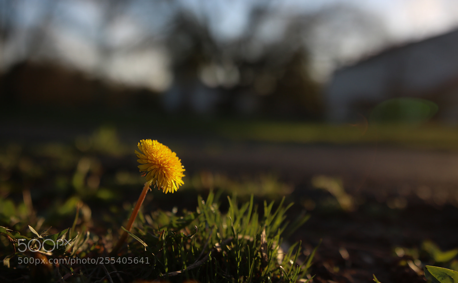 Canon EOS 750D (EOS Rebel T6i / EOS Kiss X8i) sample photo. Dandelion photography