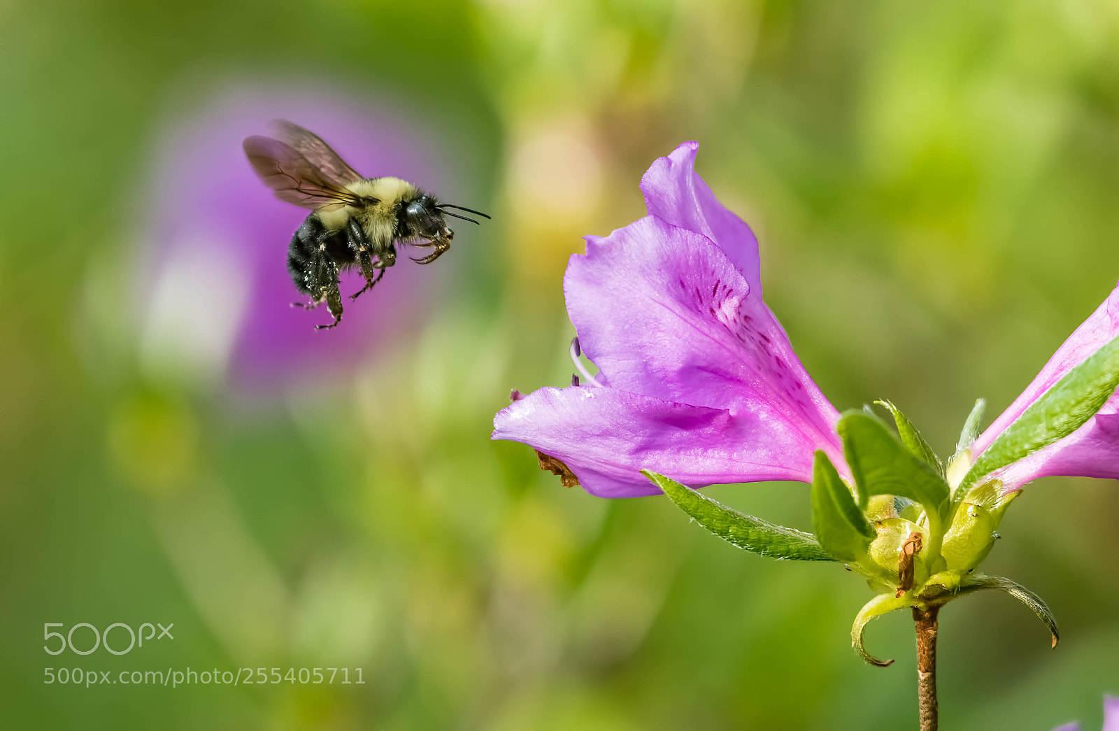 Nikon D500 sample photo. Bee at work photography