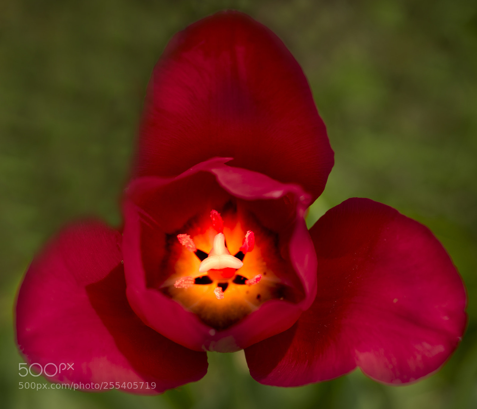 Sony a7R III sample photo. Heart of a tulip photography