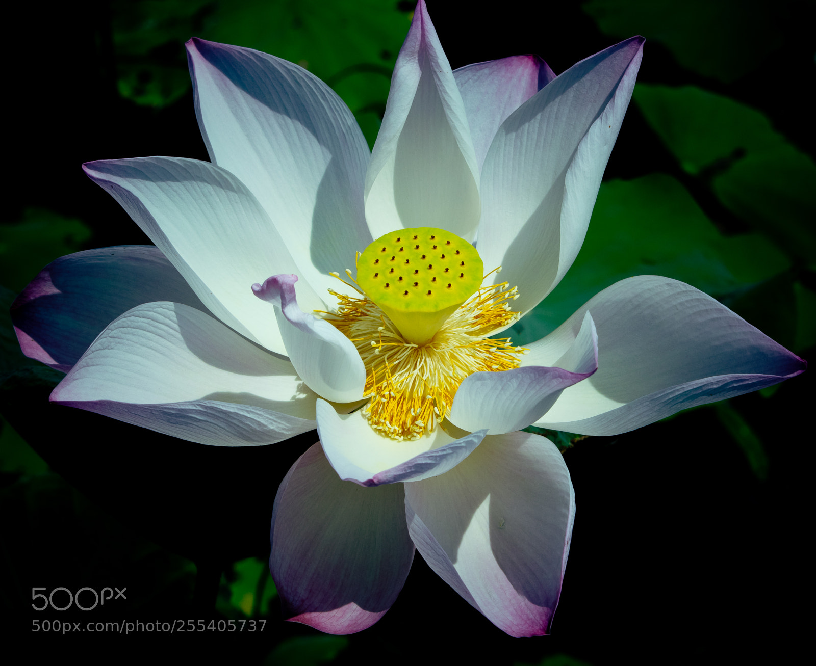 Canon EOS 80D sample photo. White lotus photography
