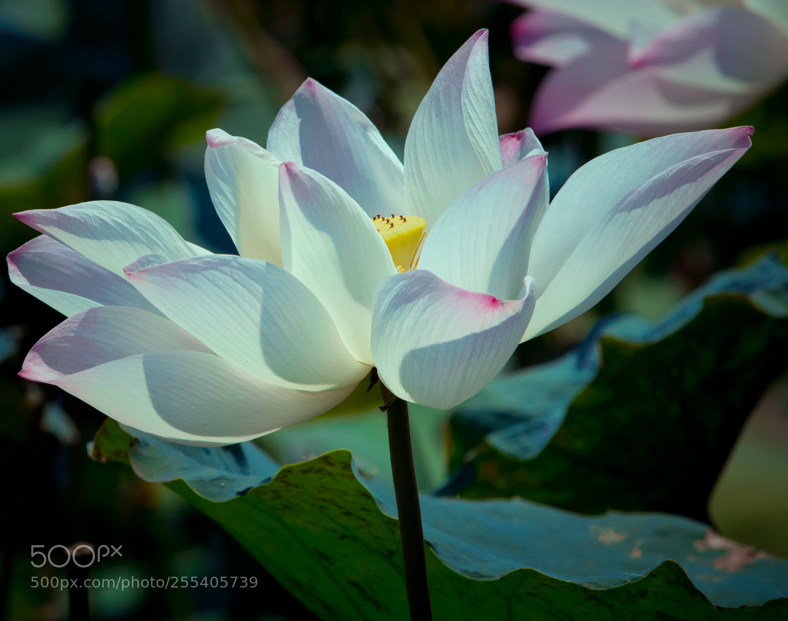 Canon EOS 80D sample photo. White lotus photography