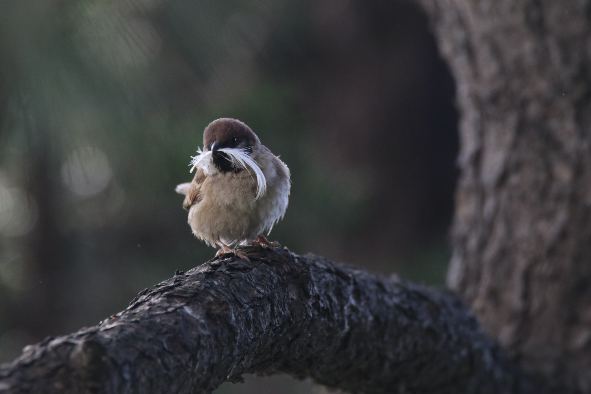 Tamron SP 150-600mm F5-6.3 Di VC USD sample photo. 清晨的寻觅一the early morning search photography