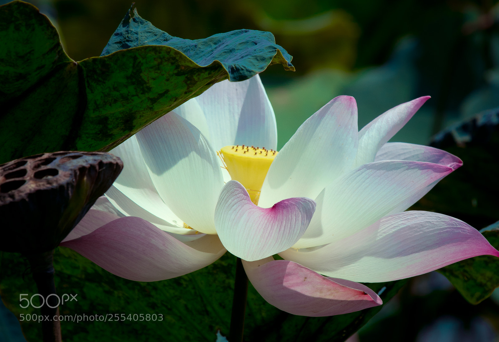 Canon EOS 80D sample photo. White lotus photography
