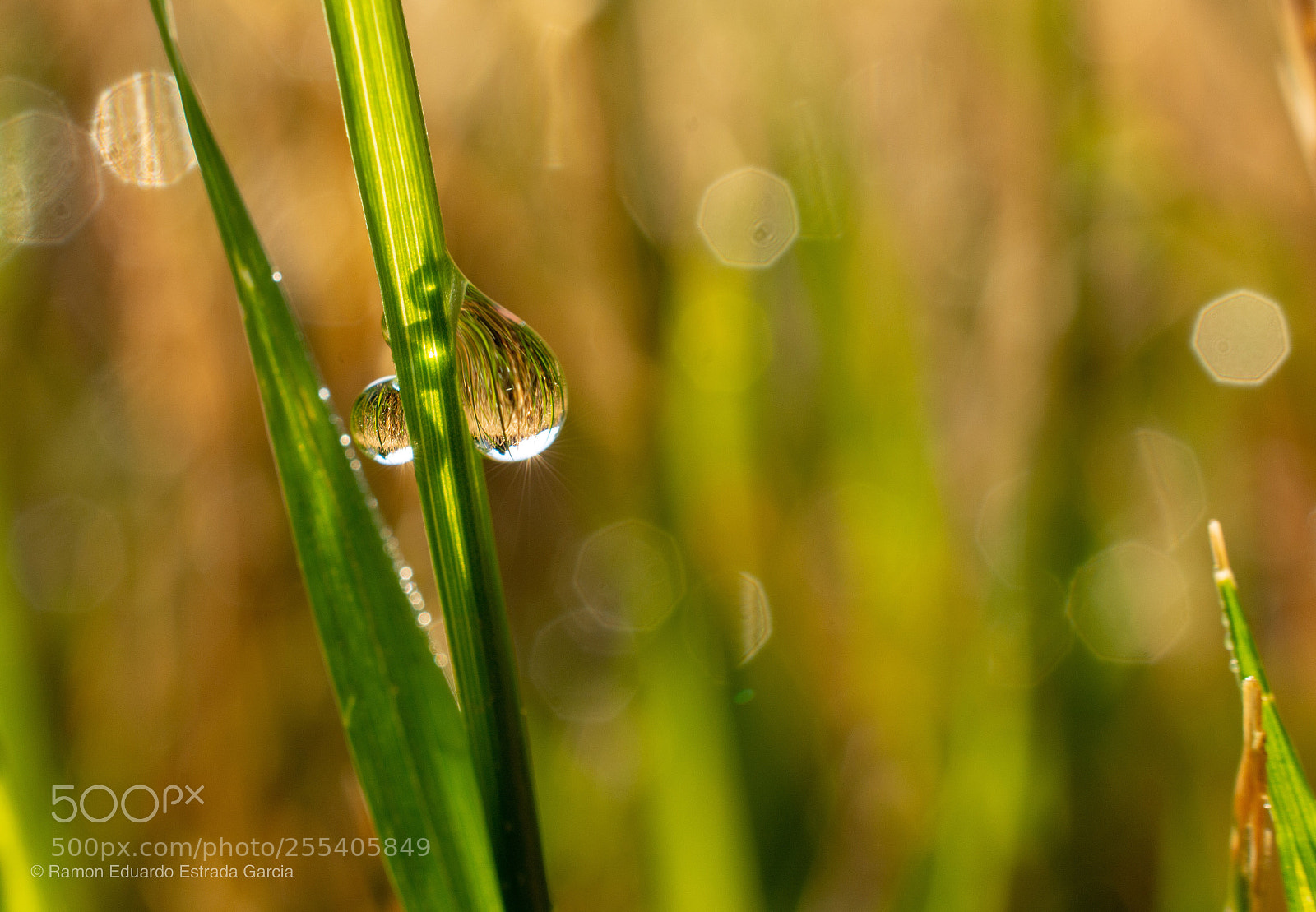 Nikon D7100 sample photo. Little drop  photography