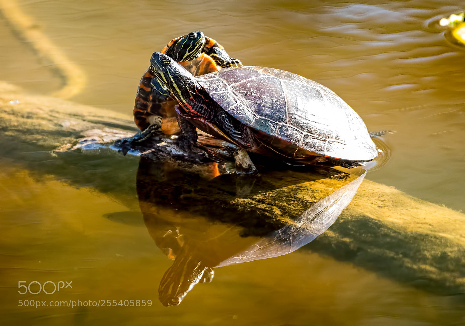 Nikon D500 sample photo. Turtle hug photography