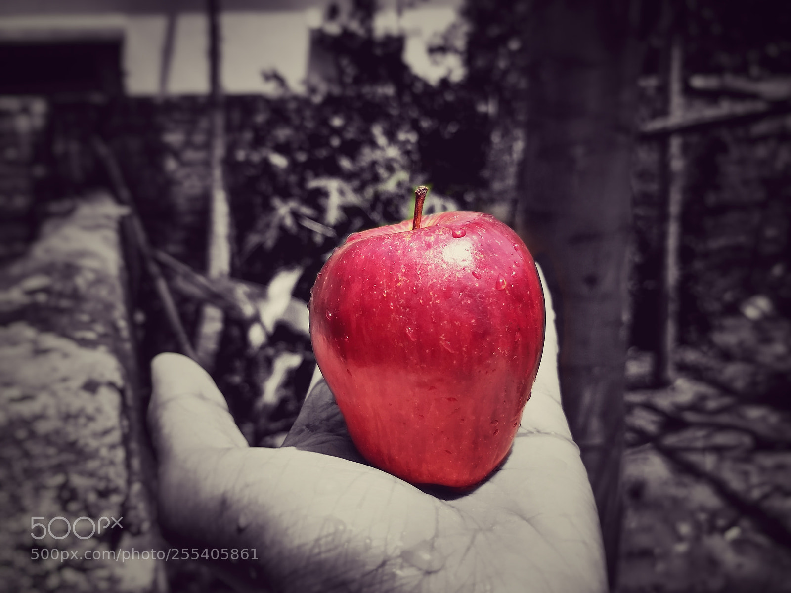 Motorola Moto G (5) Plus sample photo. Apple. photography