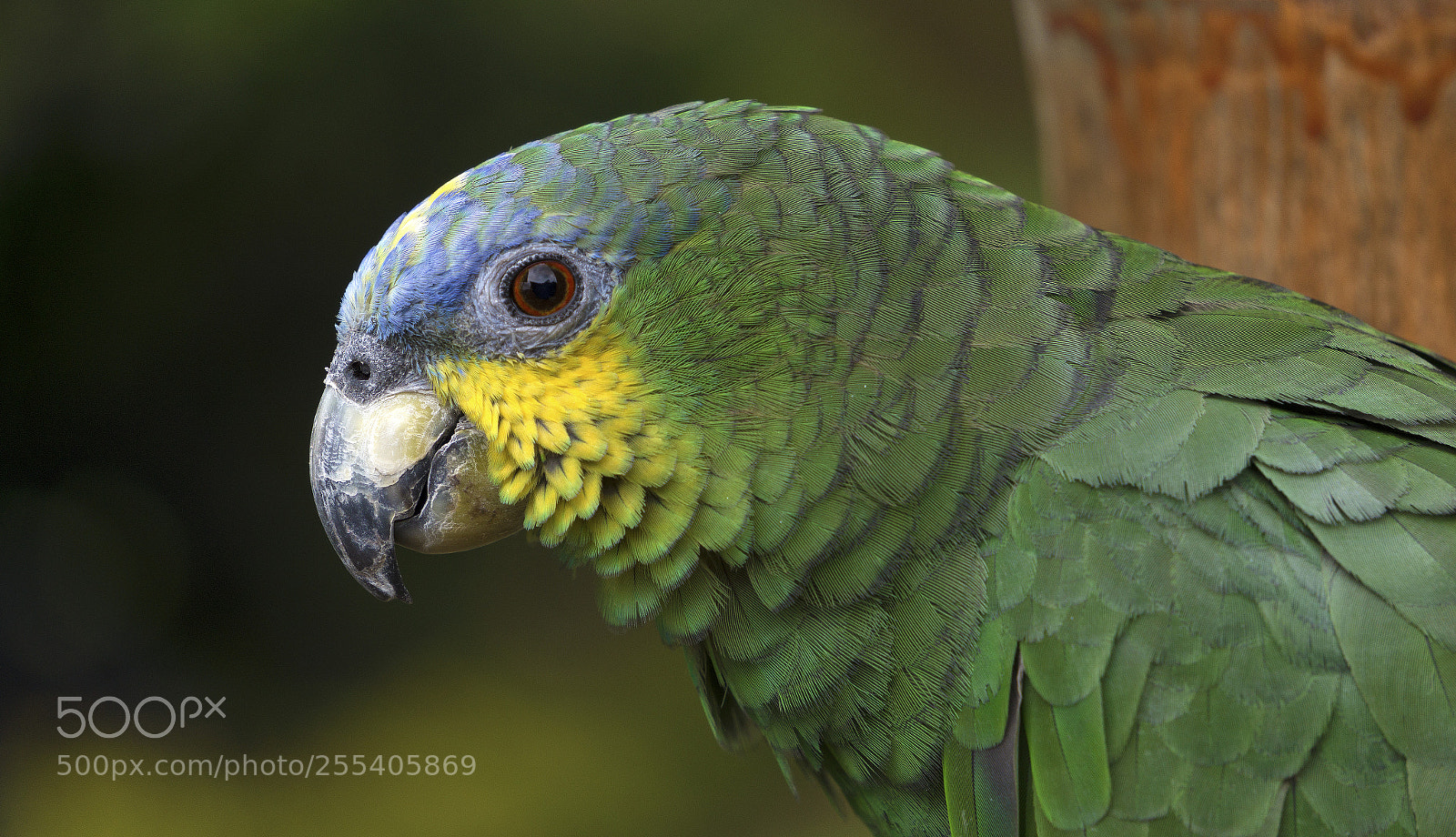 Sony Alpha a5000 (ILCE 5000) sample photo. Amazon parrot, colombia photography