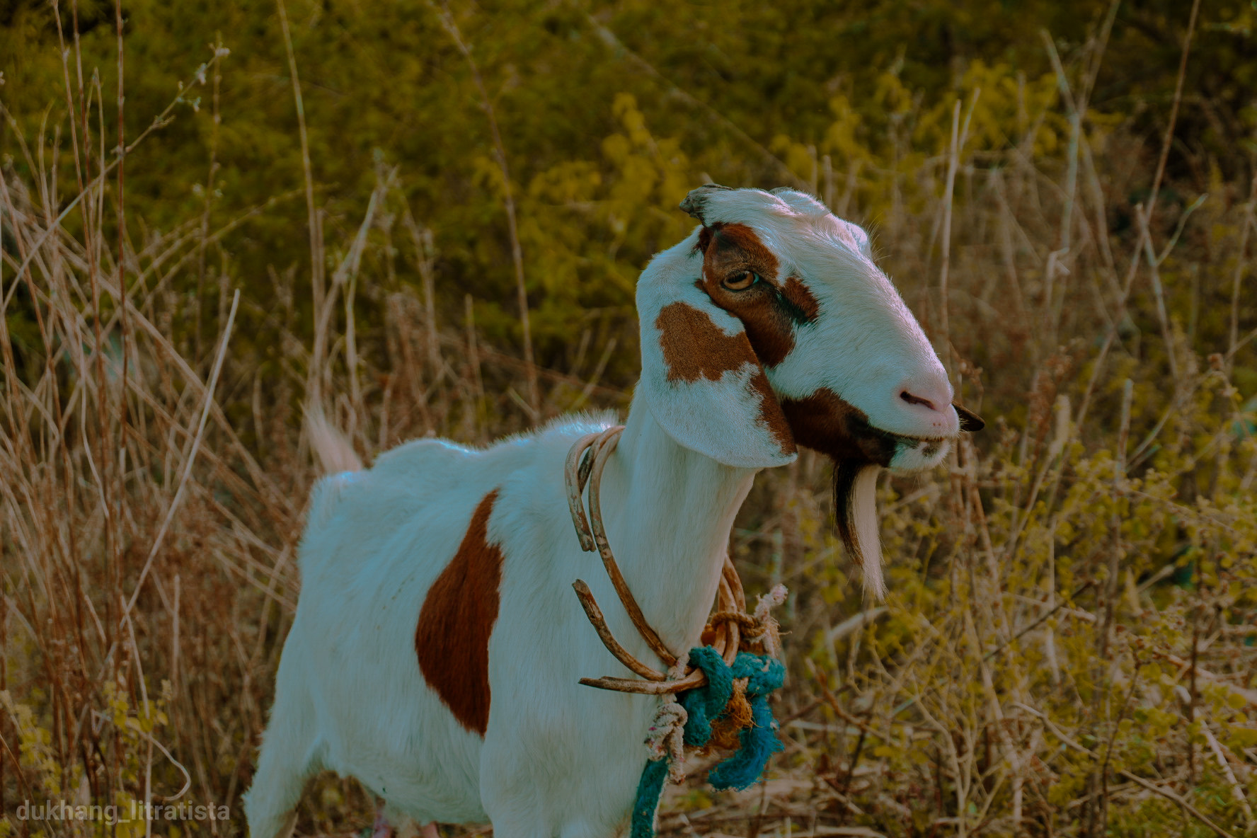 Fujifilm X-A3 sample photo. Goaty photography