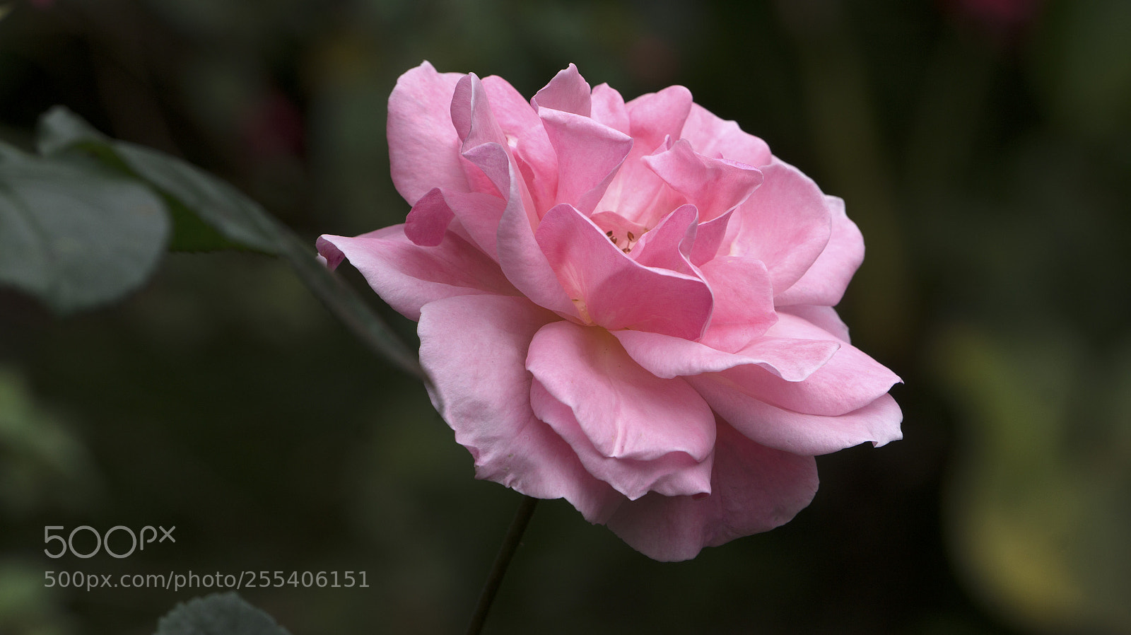 Sony Alpha a5000 (ILCE 5000) sample photo. Rose, colombia photography