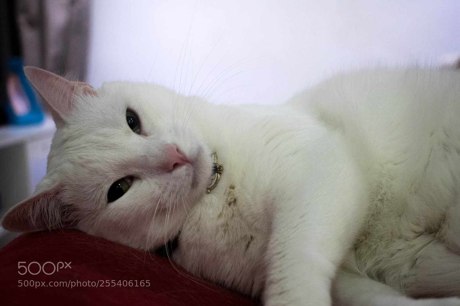Nikon D5300 sample photo. Julieta photography