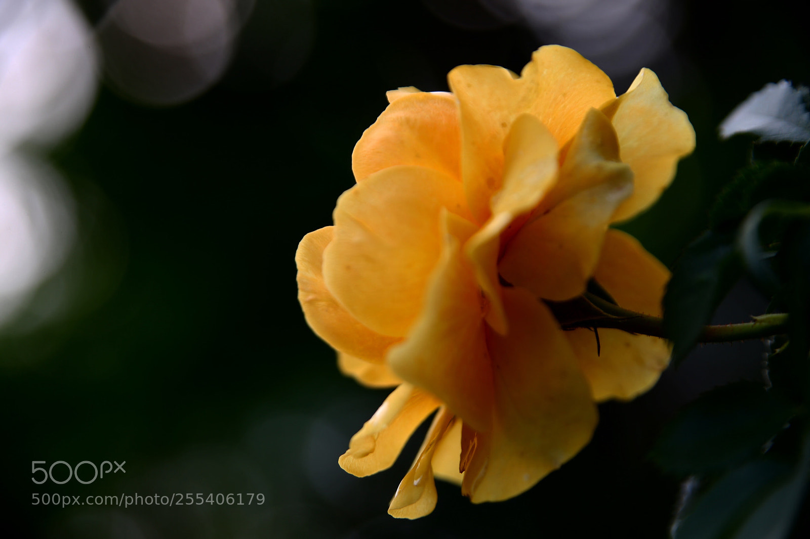 Canon EOS 6D sample photo. Untitled photography