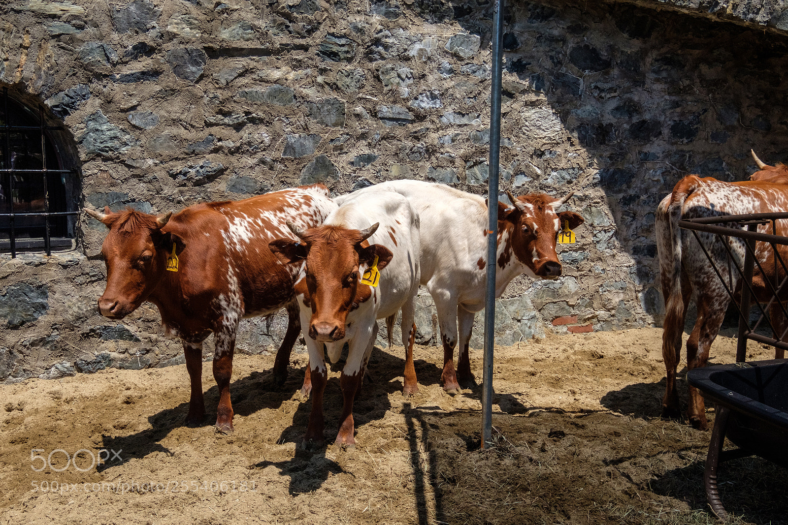 Fujifilm X-Pro2 sample photo. Livestock photography