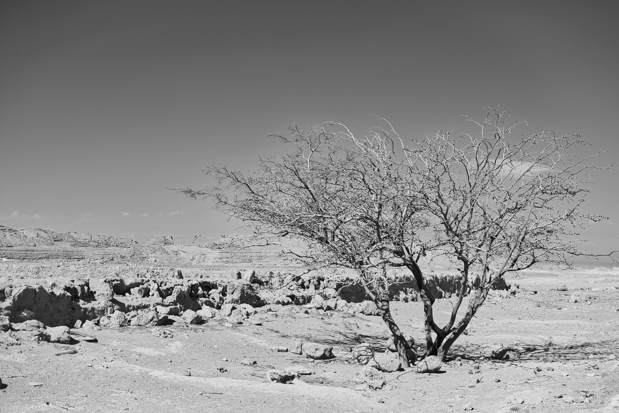 Nikon D5600 sample photo. Árbol del desierto photography