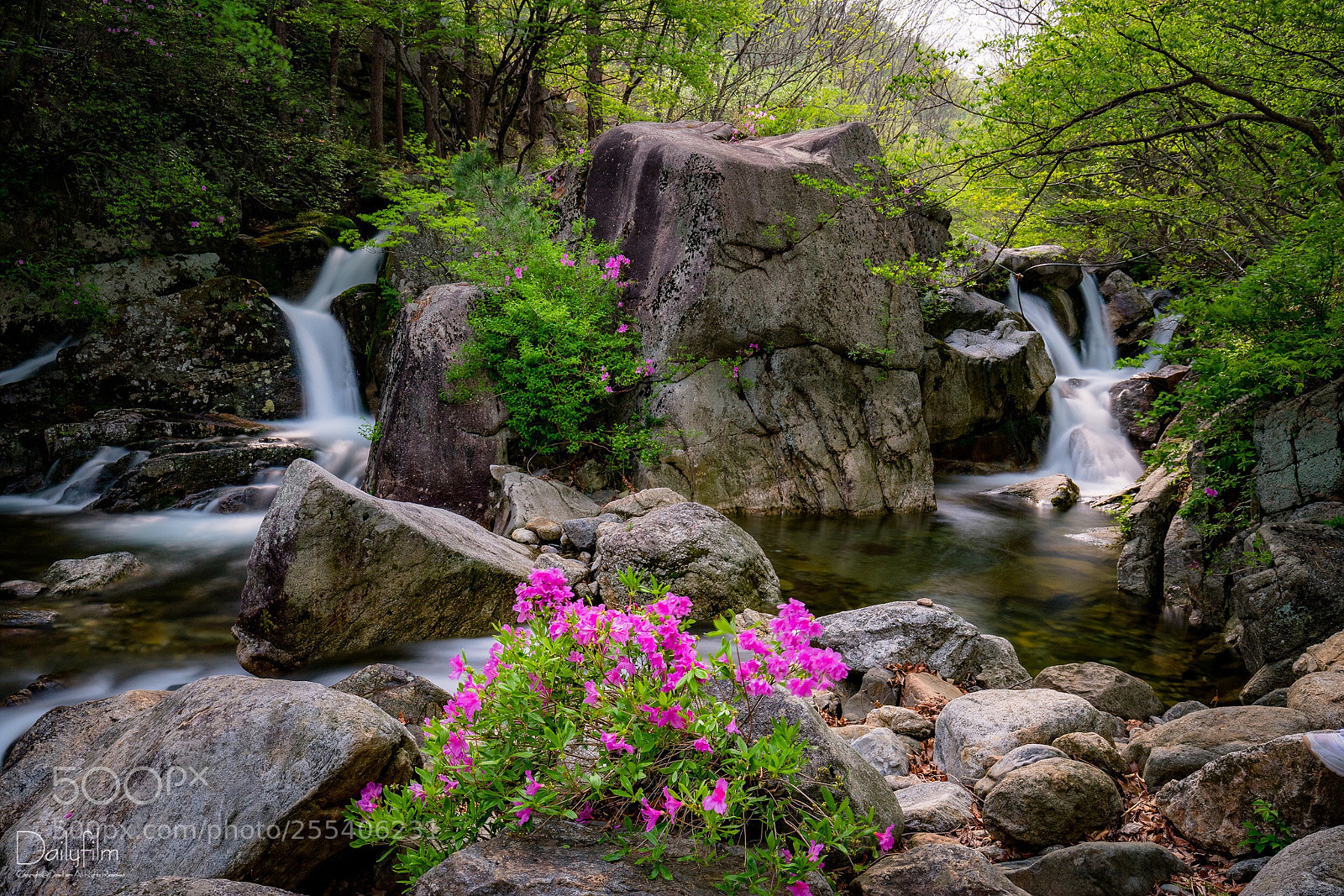 Canon EOS 6D Mark II sample photo. Water azalea photography