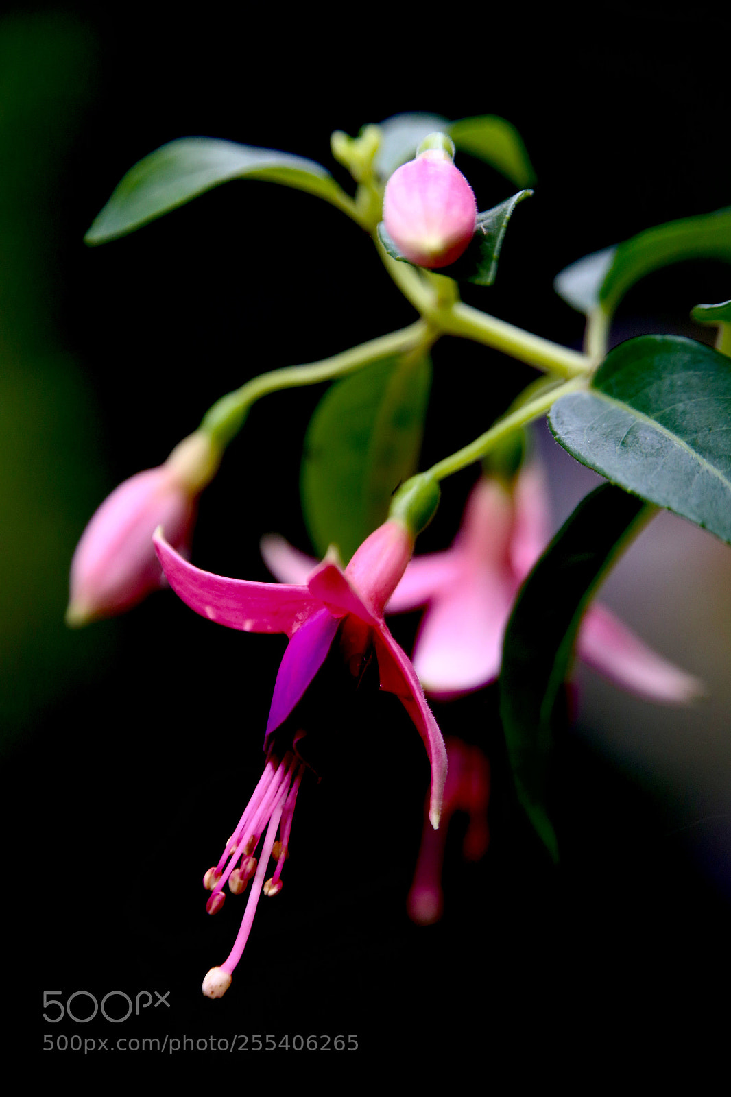 Canon EOS 6D sample photo. Untitled photography