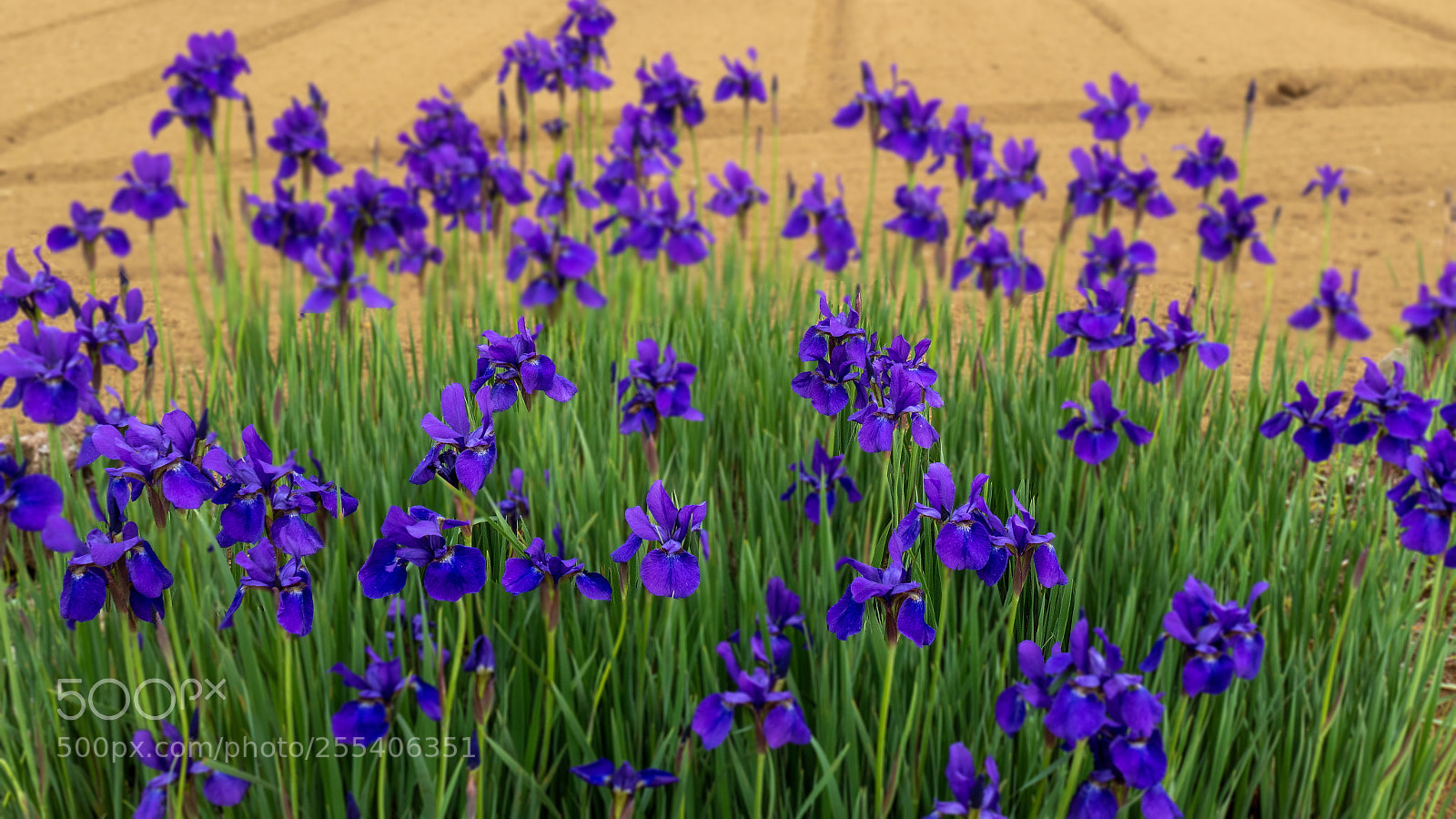 Panasonic Lumix DMC-FZ1000 sample photo. アヤメ photography