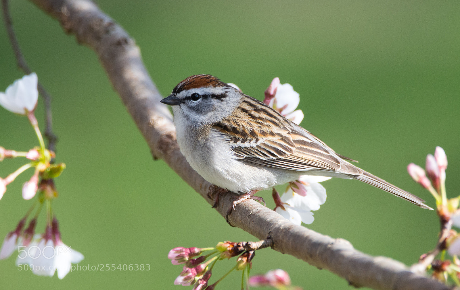 Nikon D5200 sample photo. Chipping sparrow perched in photography