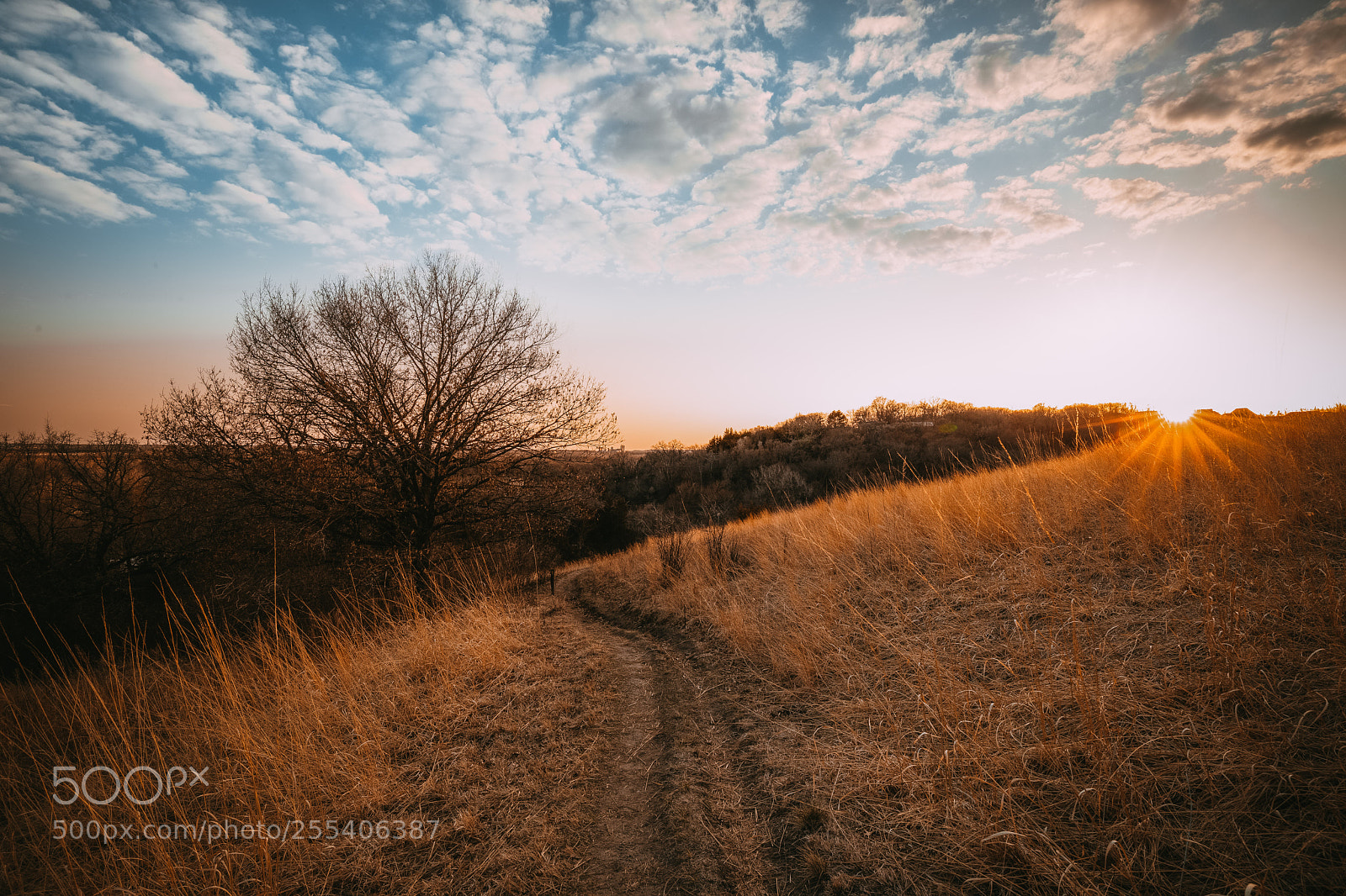 Canon EOS 5D Mark IV sample photo. Trail to the tree photography