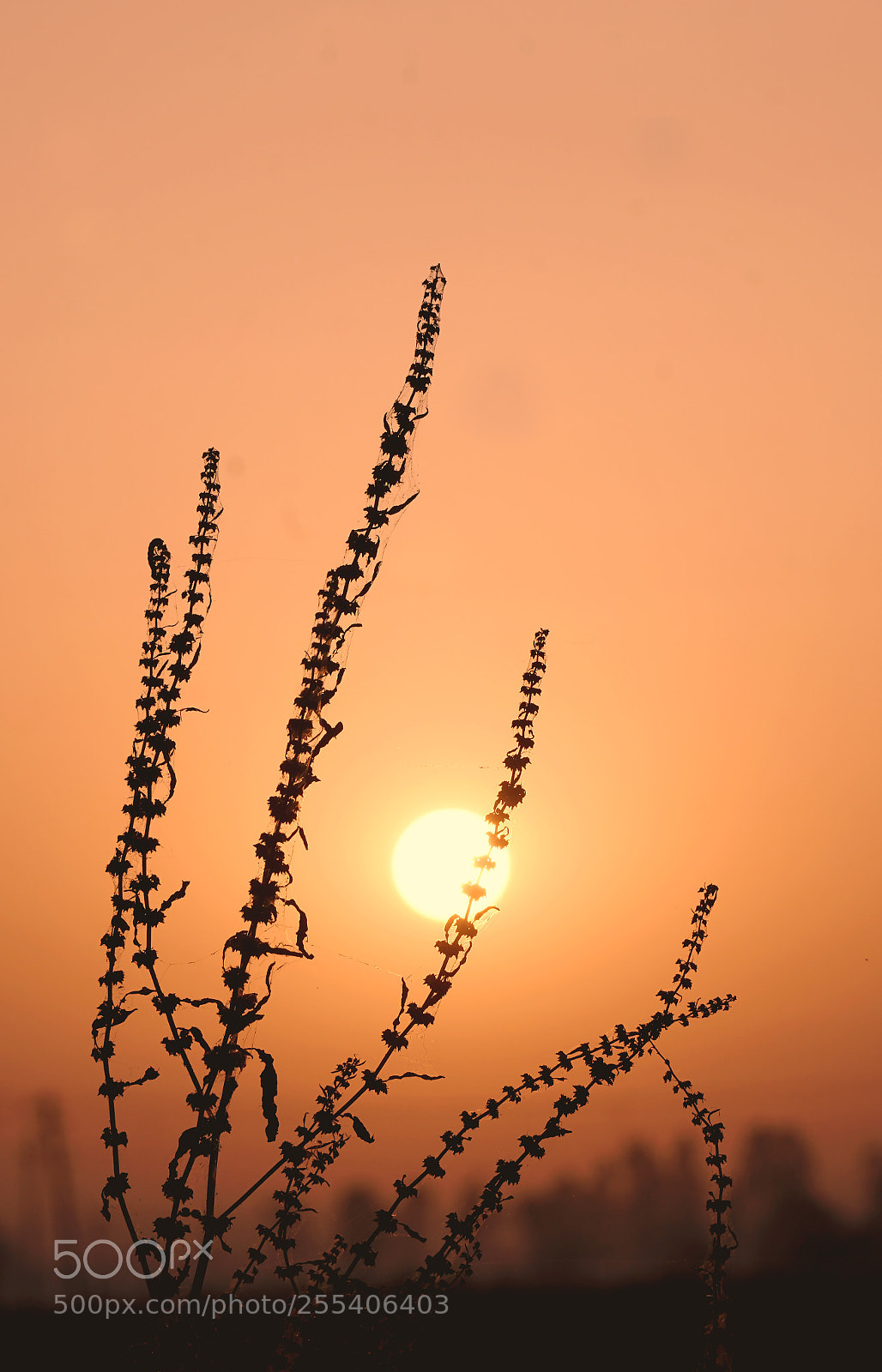 Sony a6300 sample photo. Sunrise.. photography