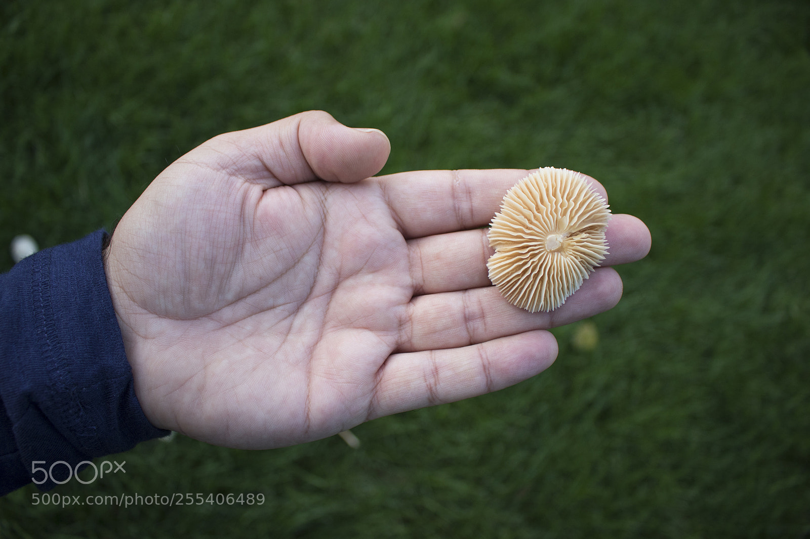 Canon EOS 7D Mark II sample photo. Mashroom1 photography