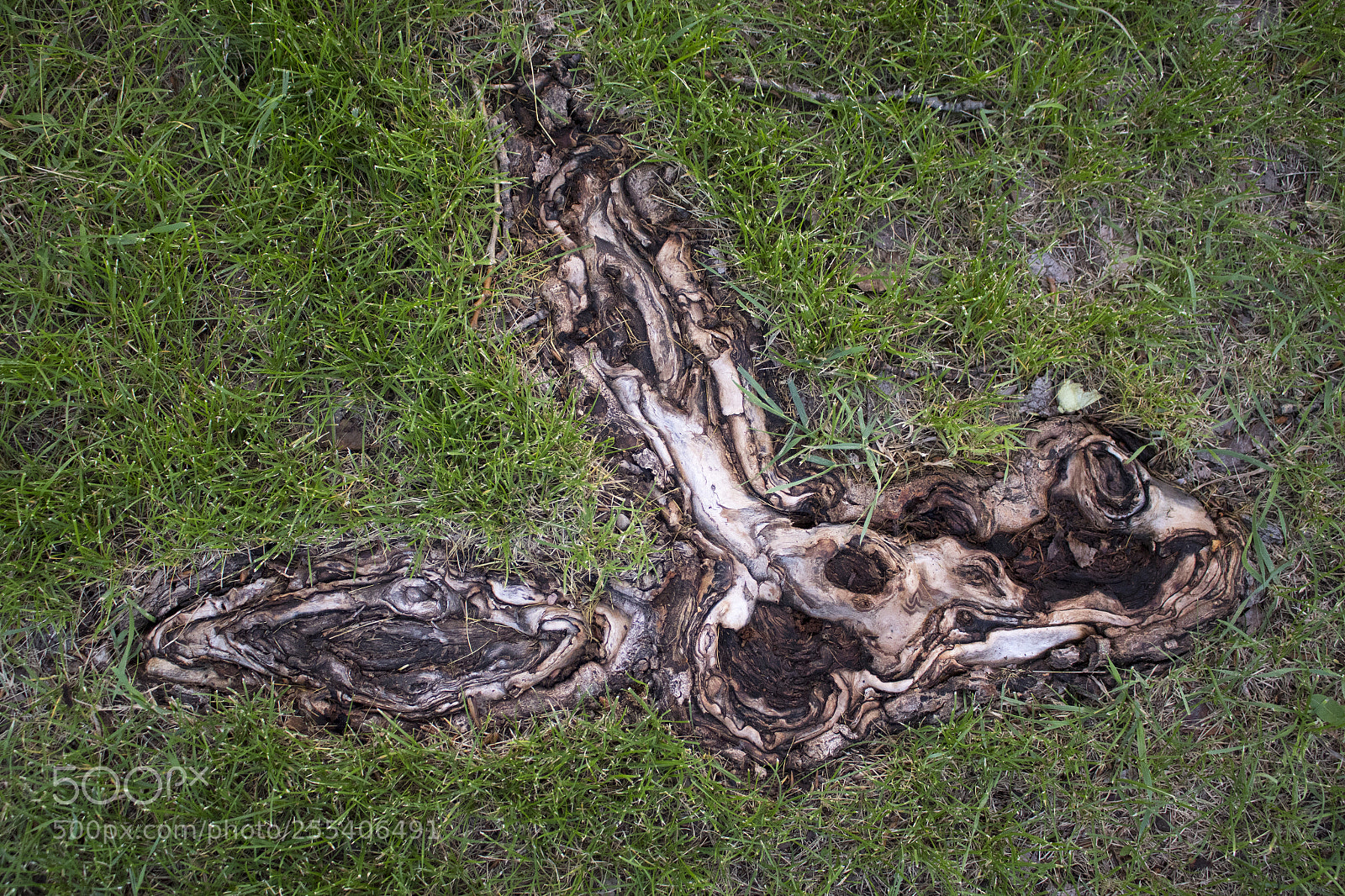 Canon EOS 7D Mark II sample photo. Tree root photography
