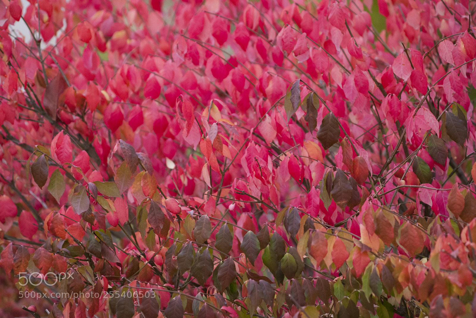 Nikon D60 sample photo. Red leaves photography