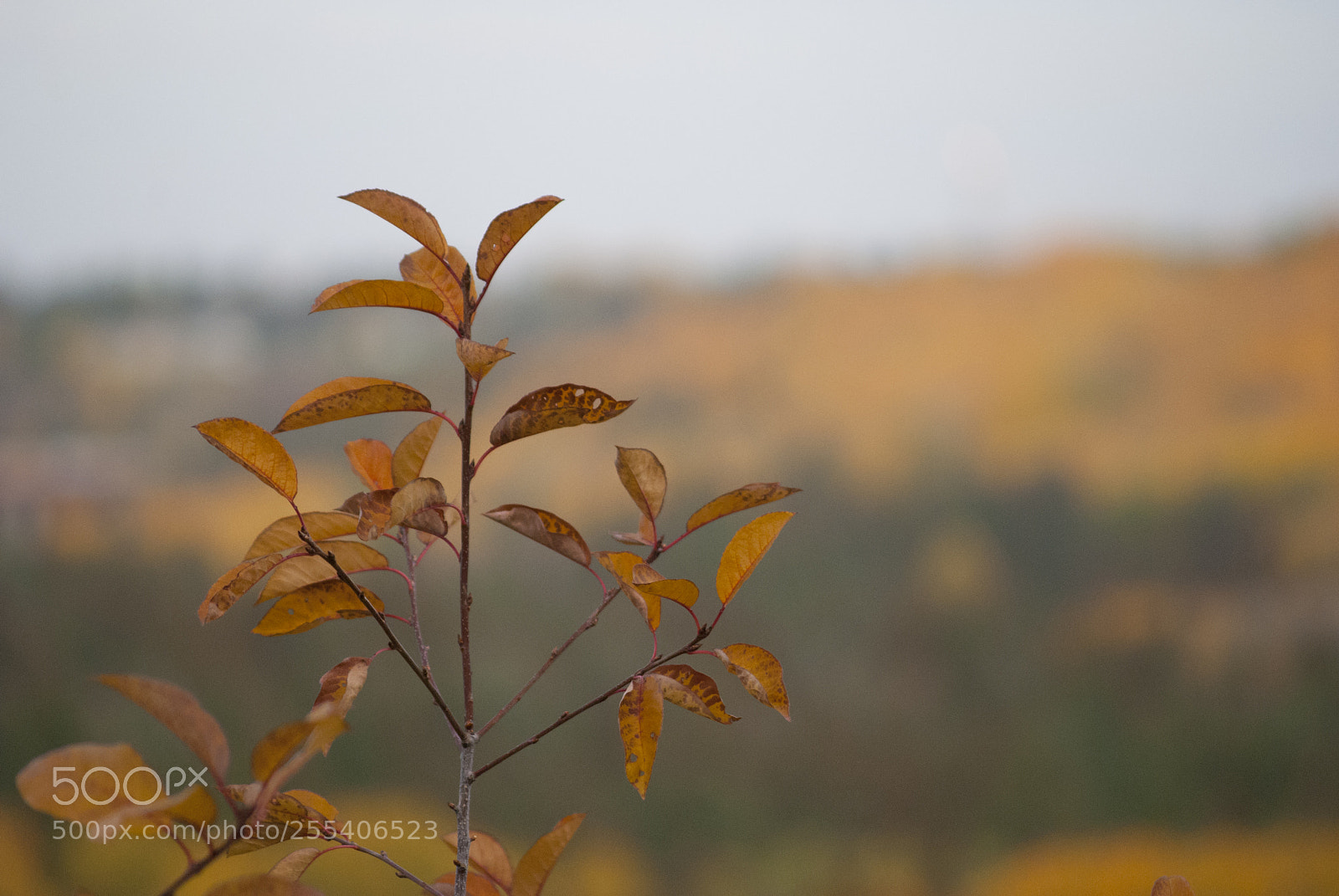 Nikon D60 sample photo. River valley leaf photography