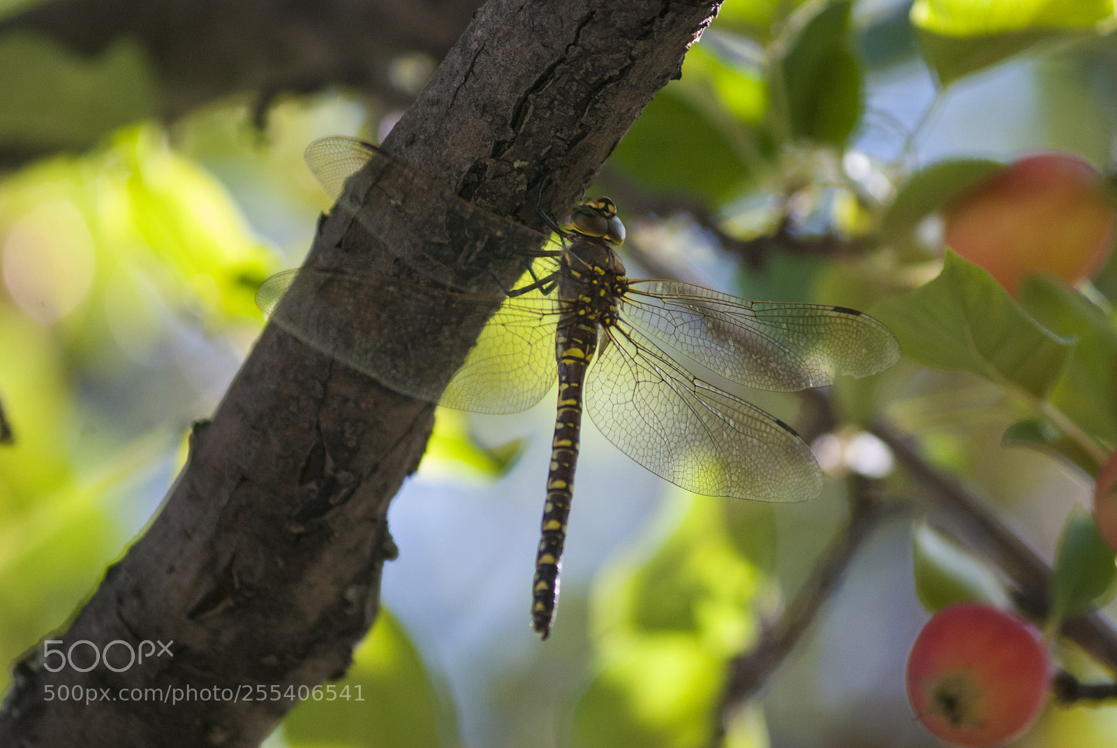 Nikon D60 sample photo. Dragonfly edmonton photography
