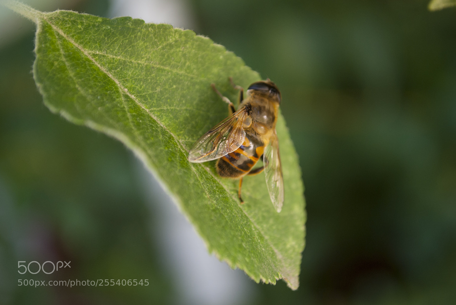 Nikon D60 sample photo. Honey bee edmonton photography