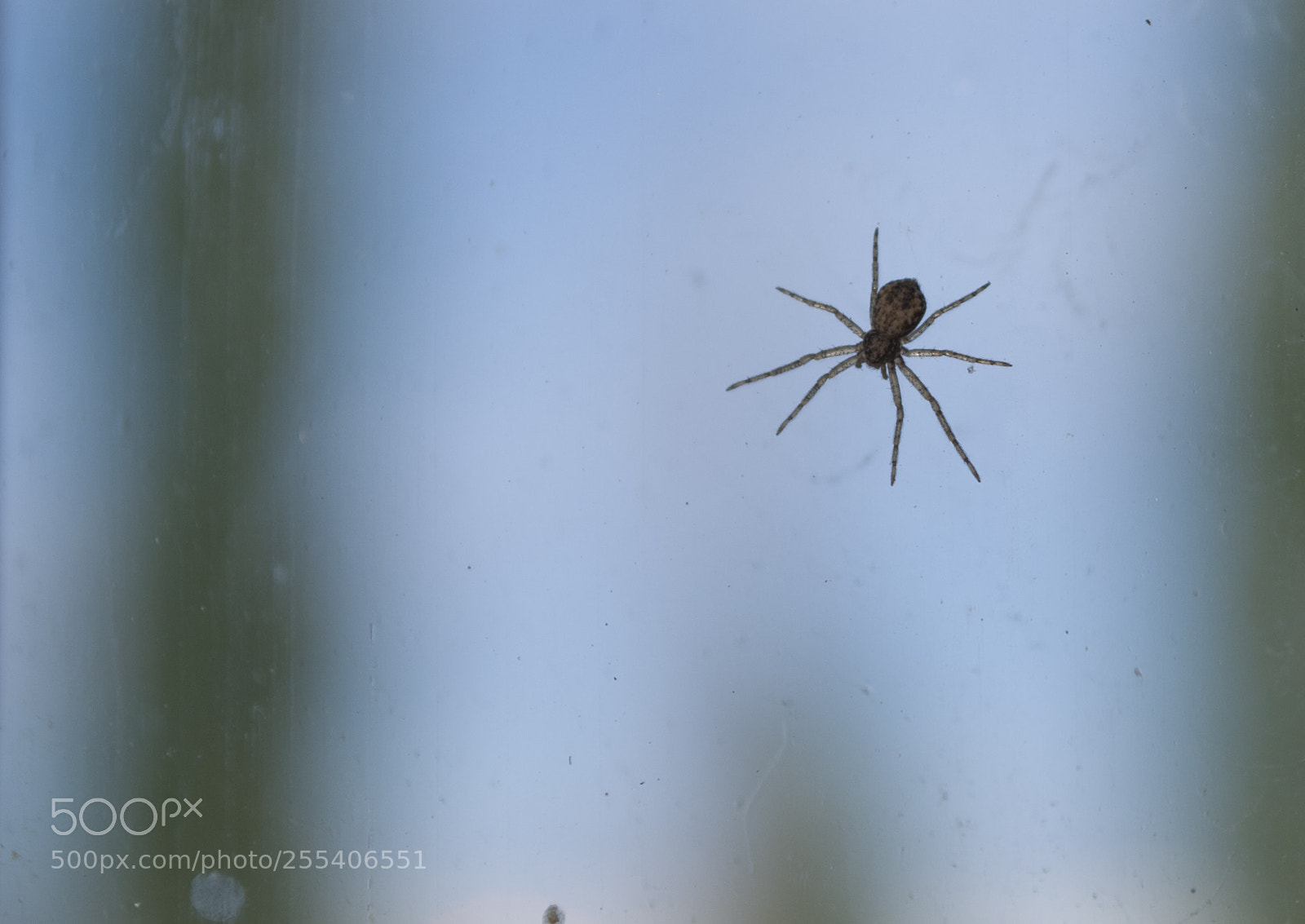 Nikon D60 sample photo. Spider edmonton photography