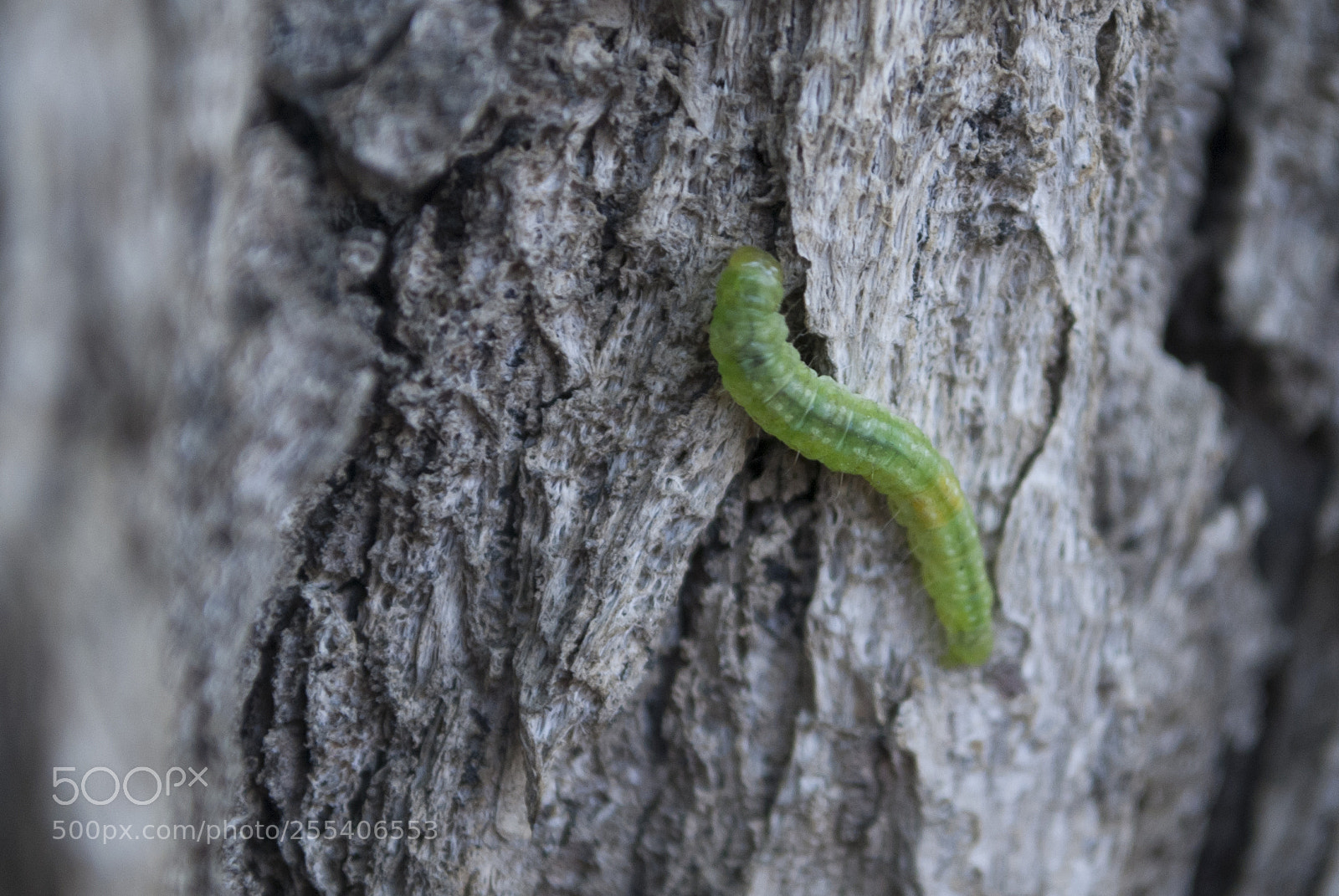 Nikon D60 sample photo. Worm edmonton photography