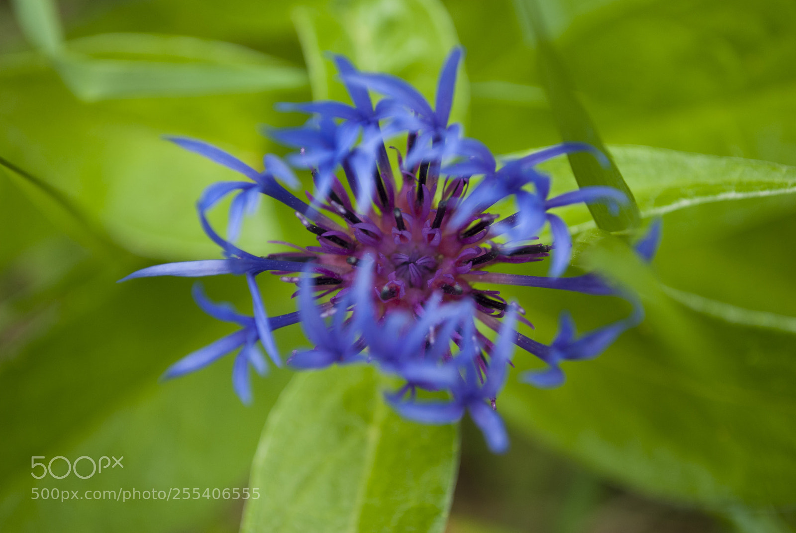 Nikon D60 sample photo. Flower edmonton photography