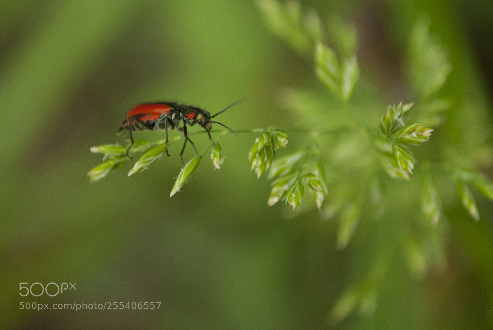 Nikon D60 sample photo. Bug edmonton photography