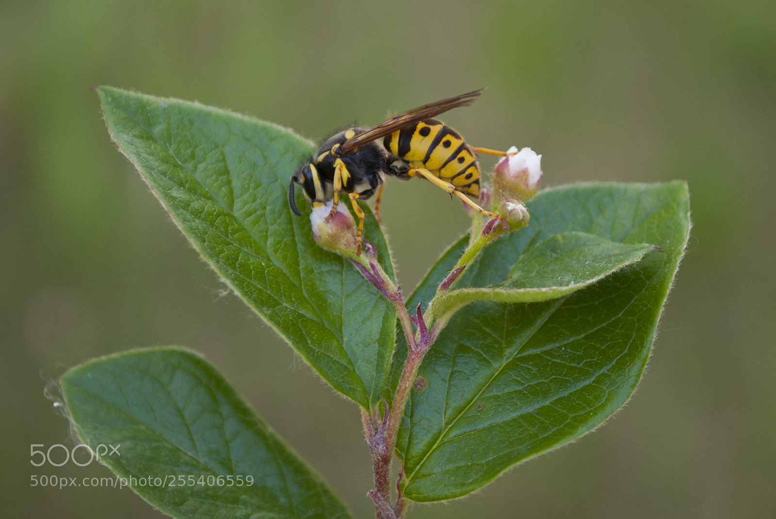 Nikon D60 sample photo. Bee edmonton photography