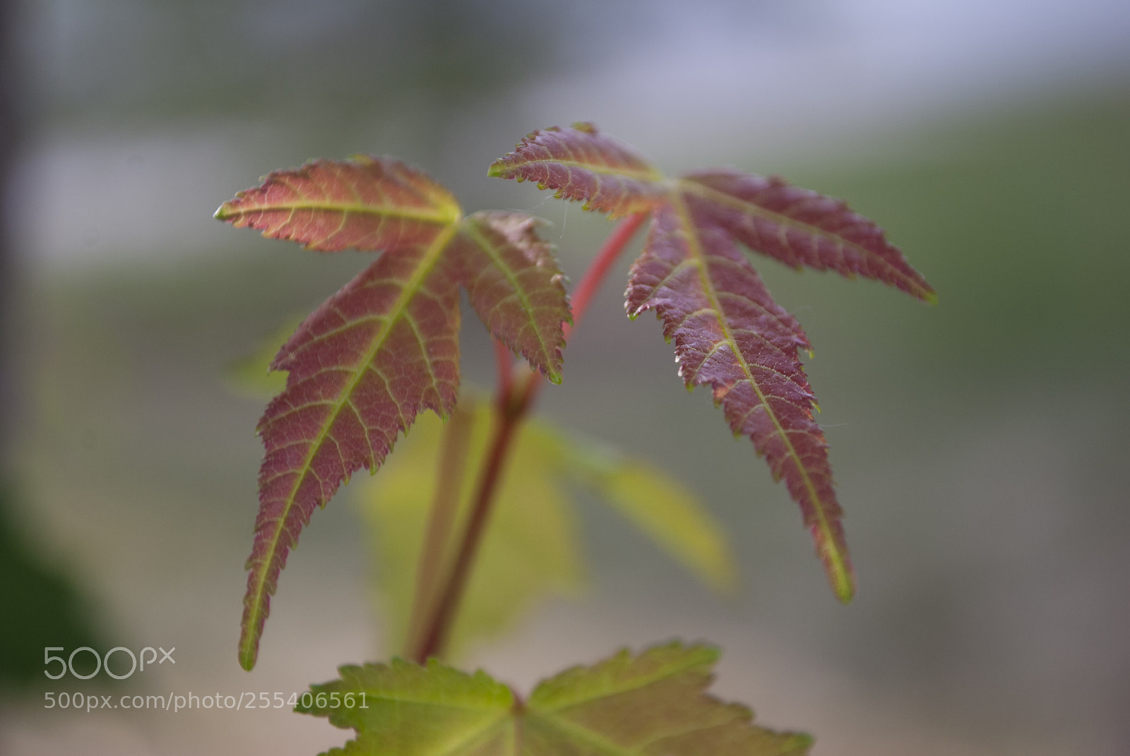 Nikon D60 sample photo. Leaf edmonton photography