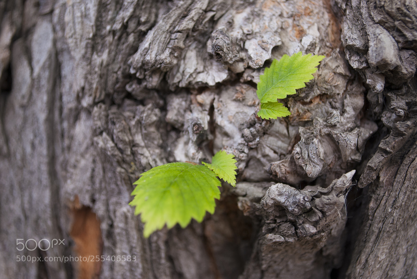 Nikon D60 sample photo. Tree edmonton photography