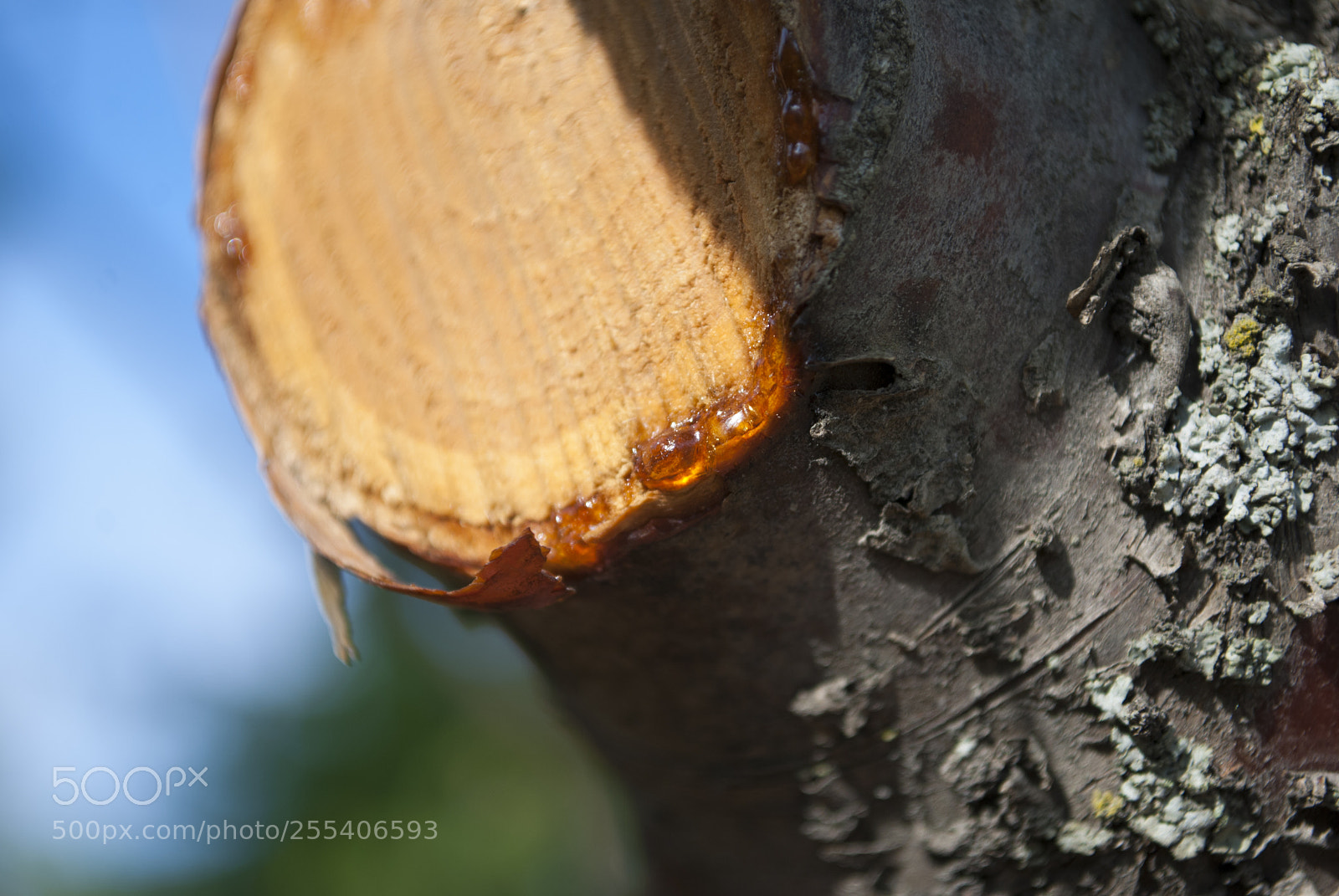 Nikon D60 sample photo. Cut tree edmonton photography