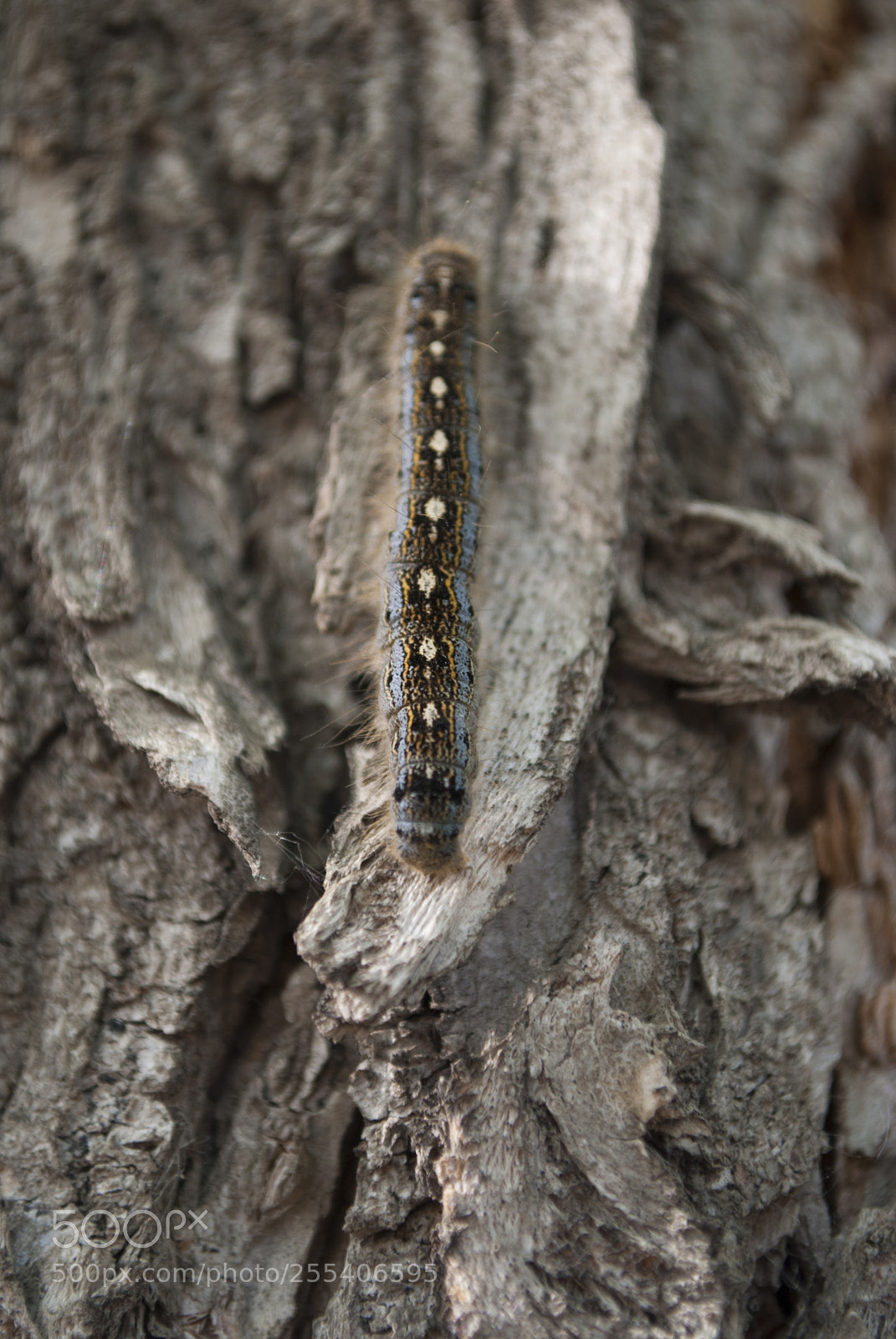 Nikon D60 sample photo. Worm edmonton photography