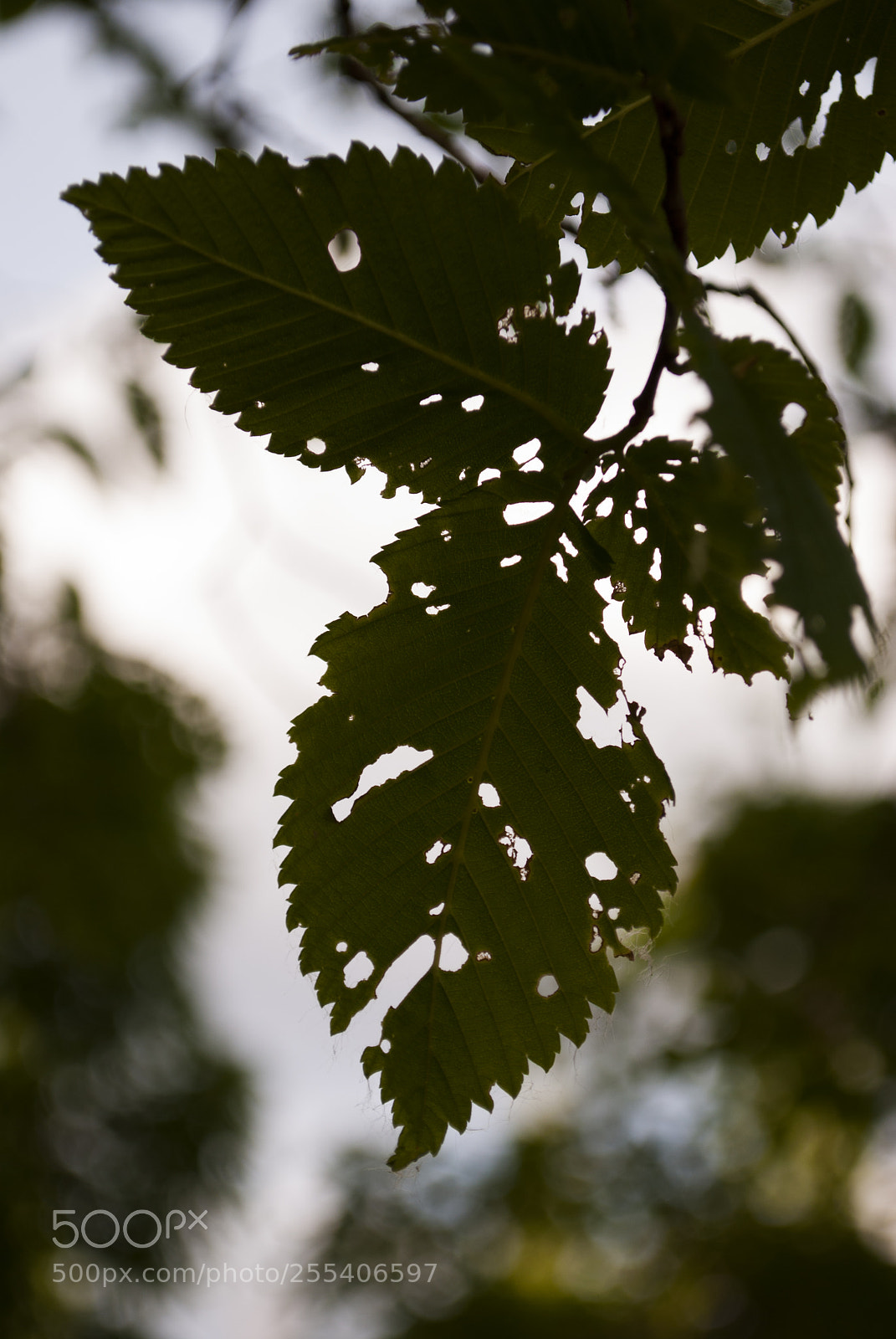 Nikon D60 sample photo. Leaves edmonton photography