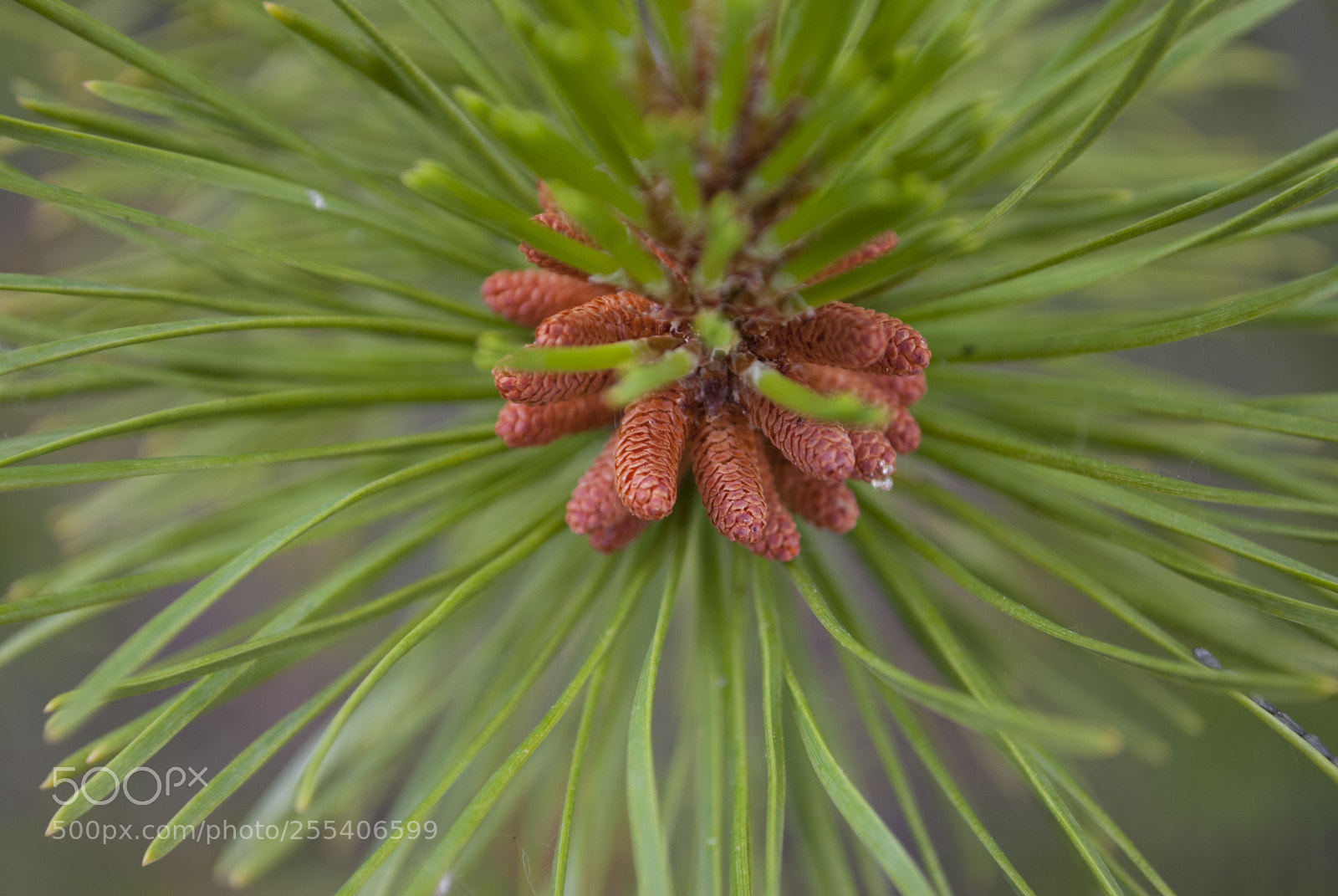 Nikon D60 sample photo. Pine edmonton photography