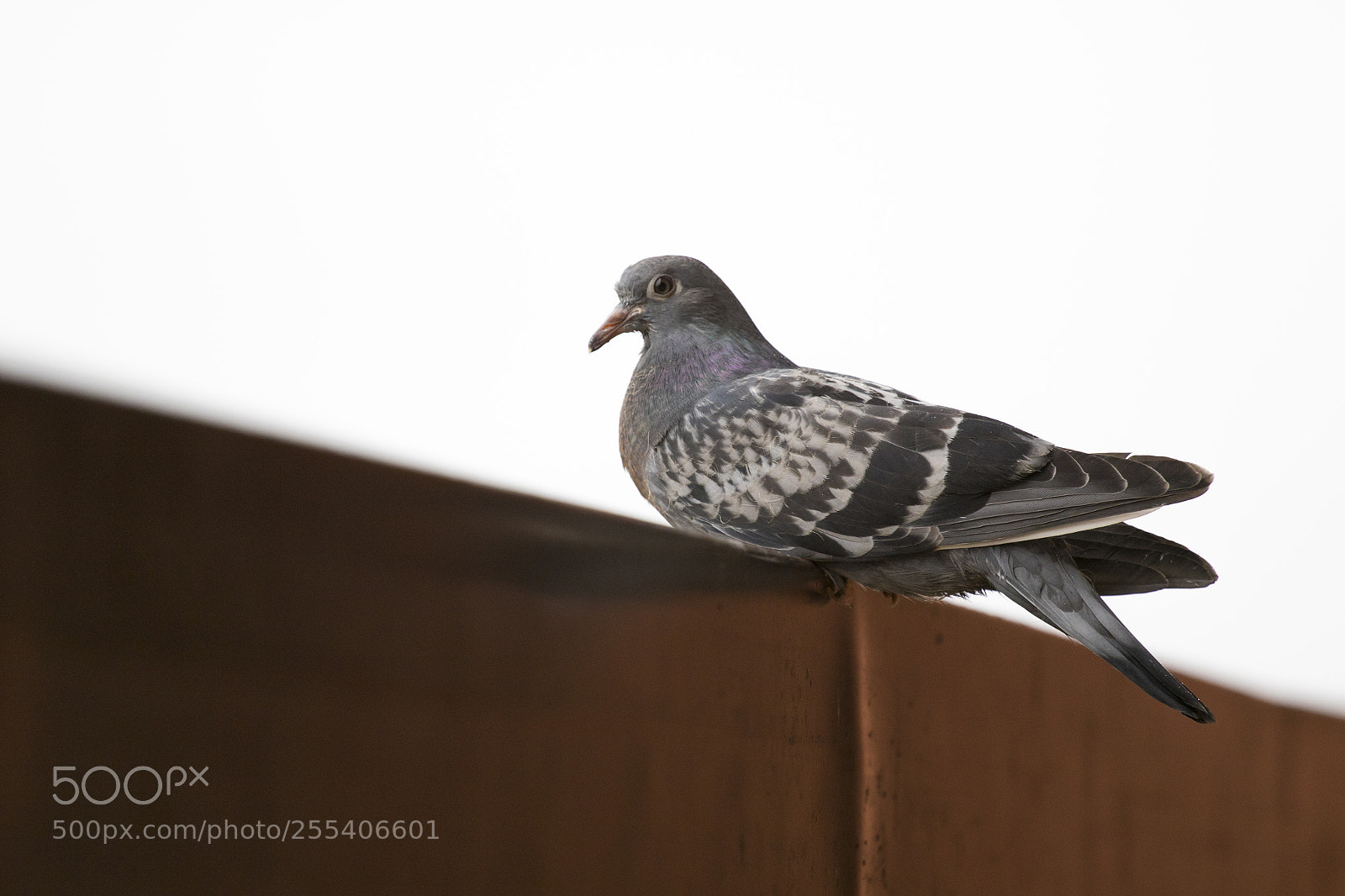 Canon EOS 7D Mark II sample photo. Pigeon edmonton photography