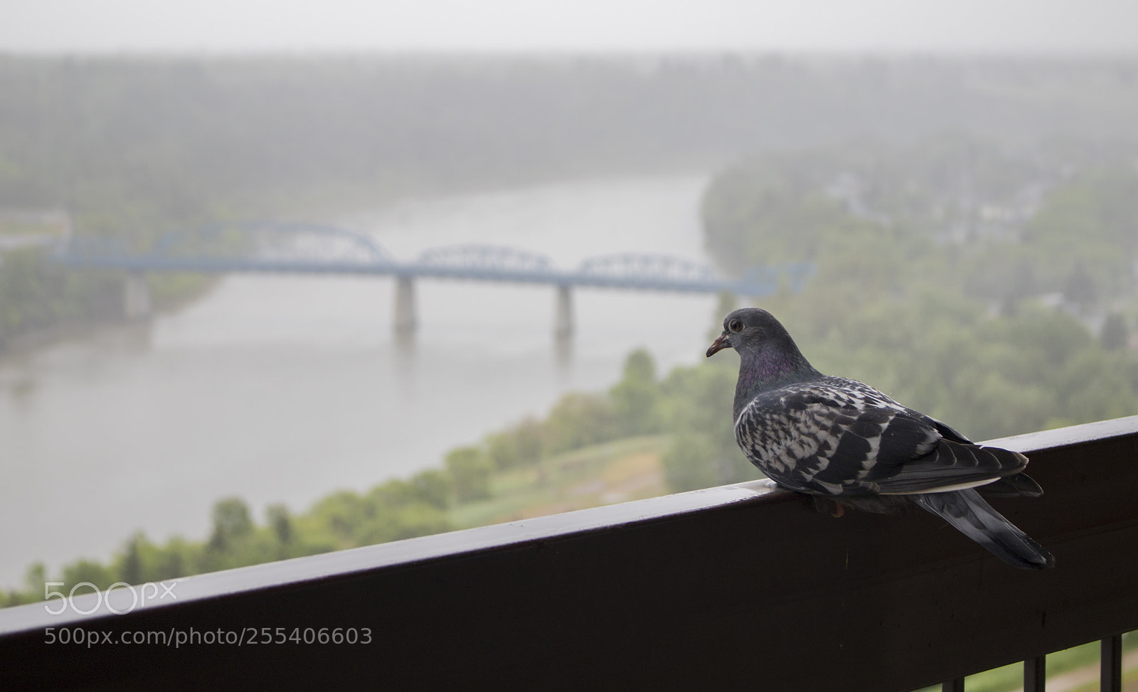 Canon EOS 7D Mark II sample photo. Pigeon edmonton dawson bridge photography